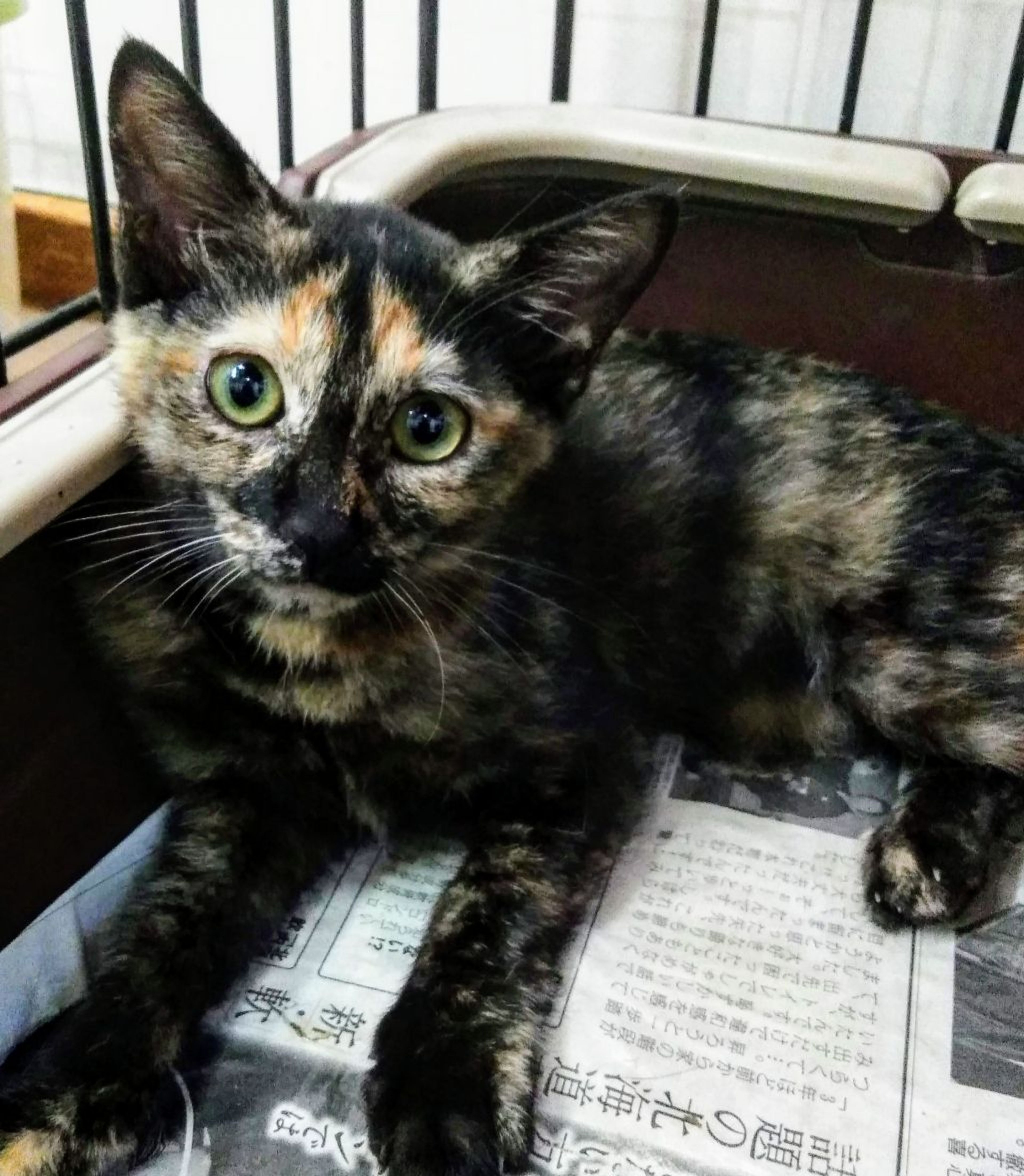 雑種（ミックス猫）・メスの里親募集の写真