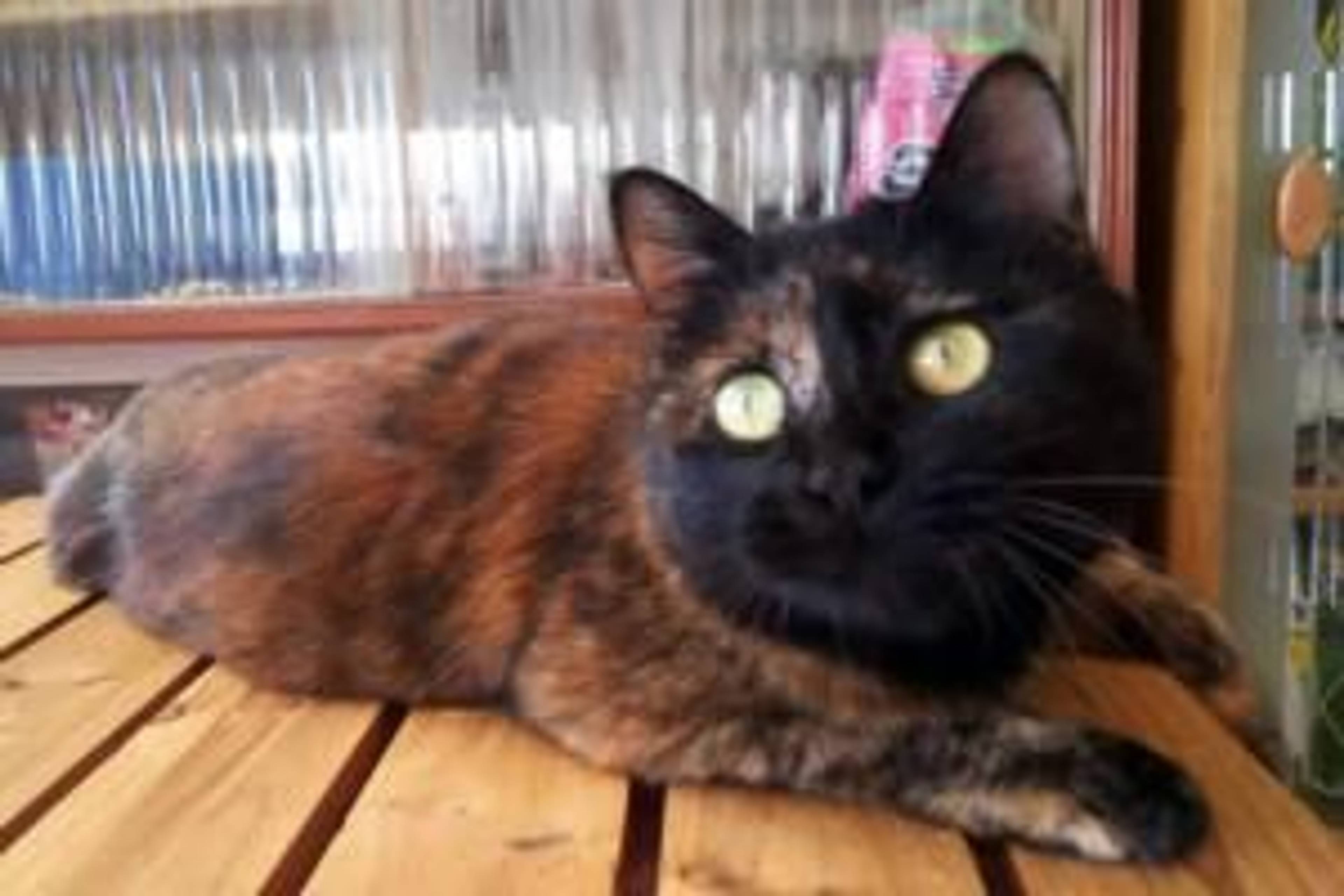 雑種（ミックス猫）・メスの里親募集の写真