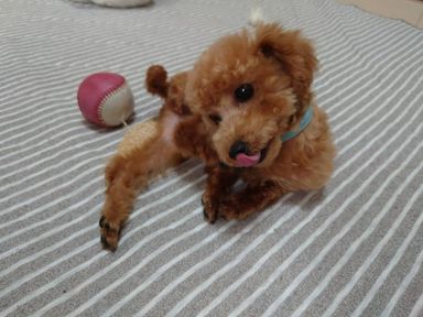 ティラの写真