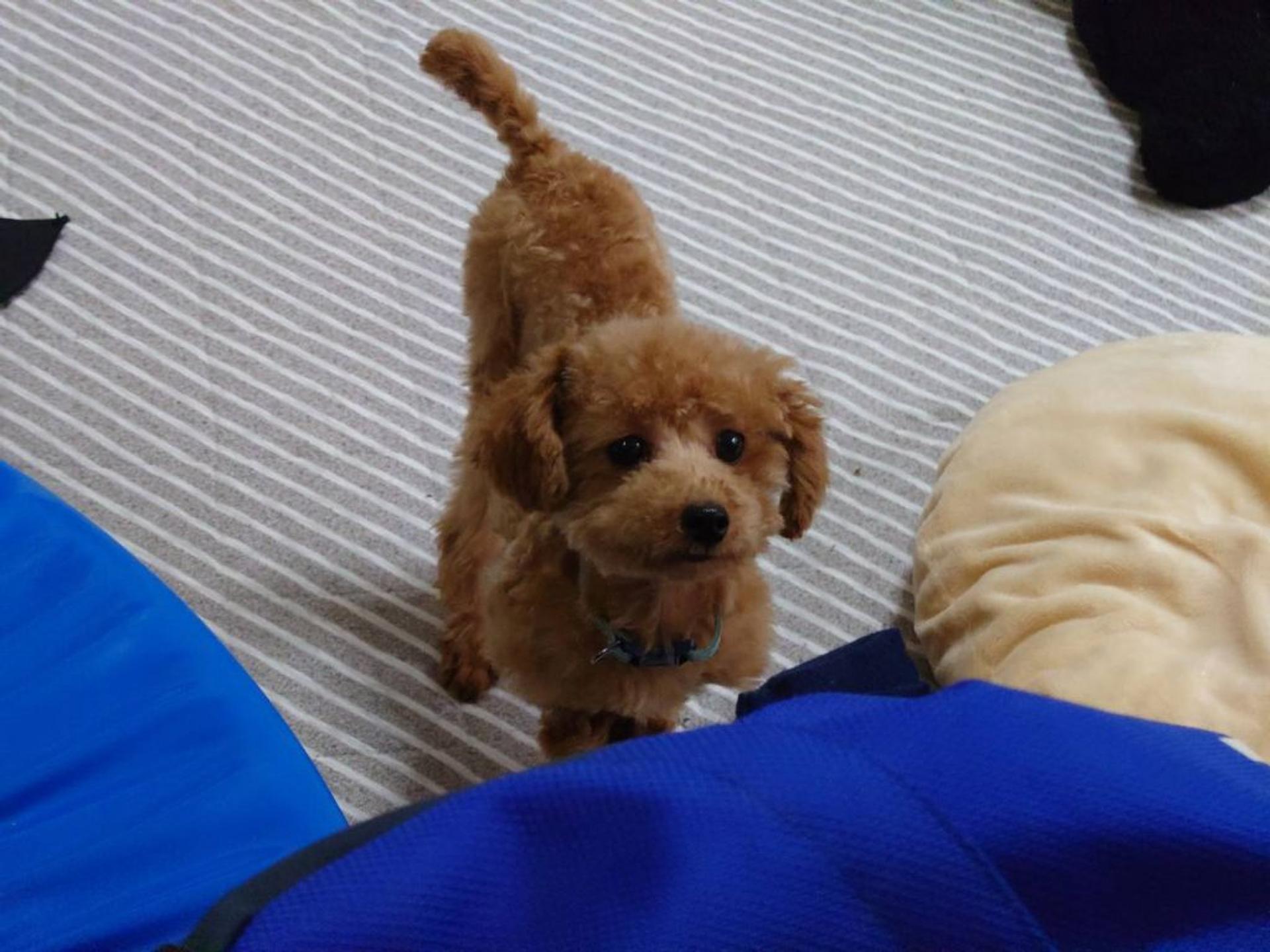 pet-image-2