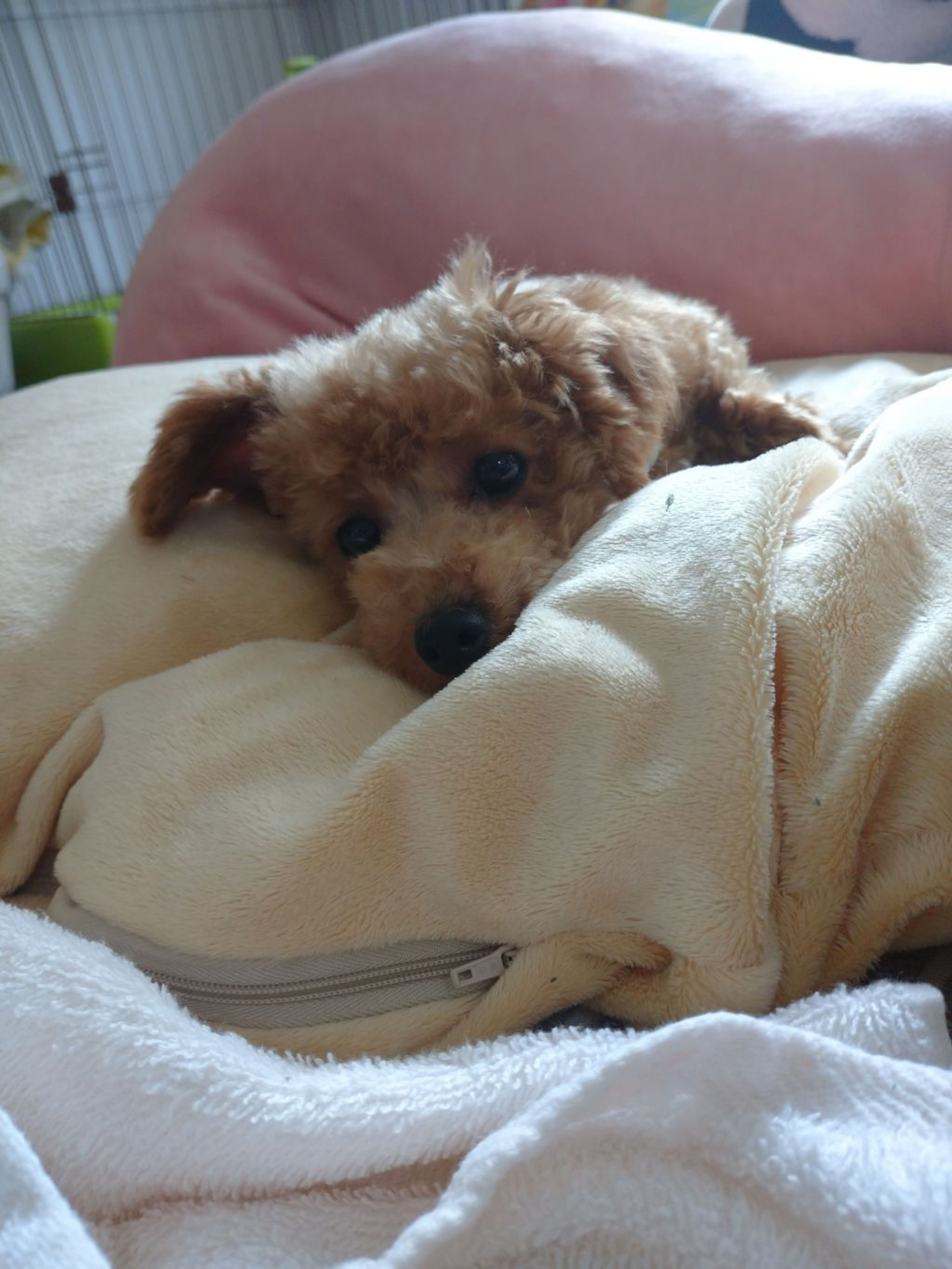 pet-image-3