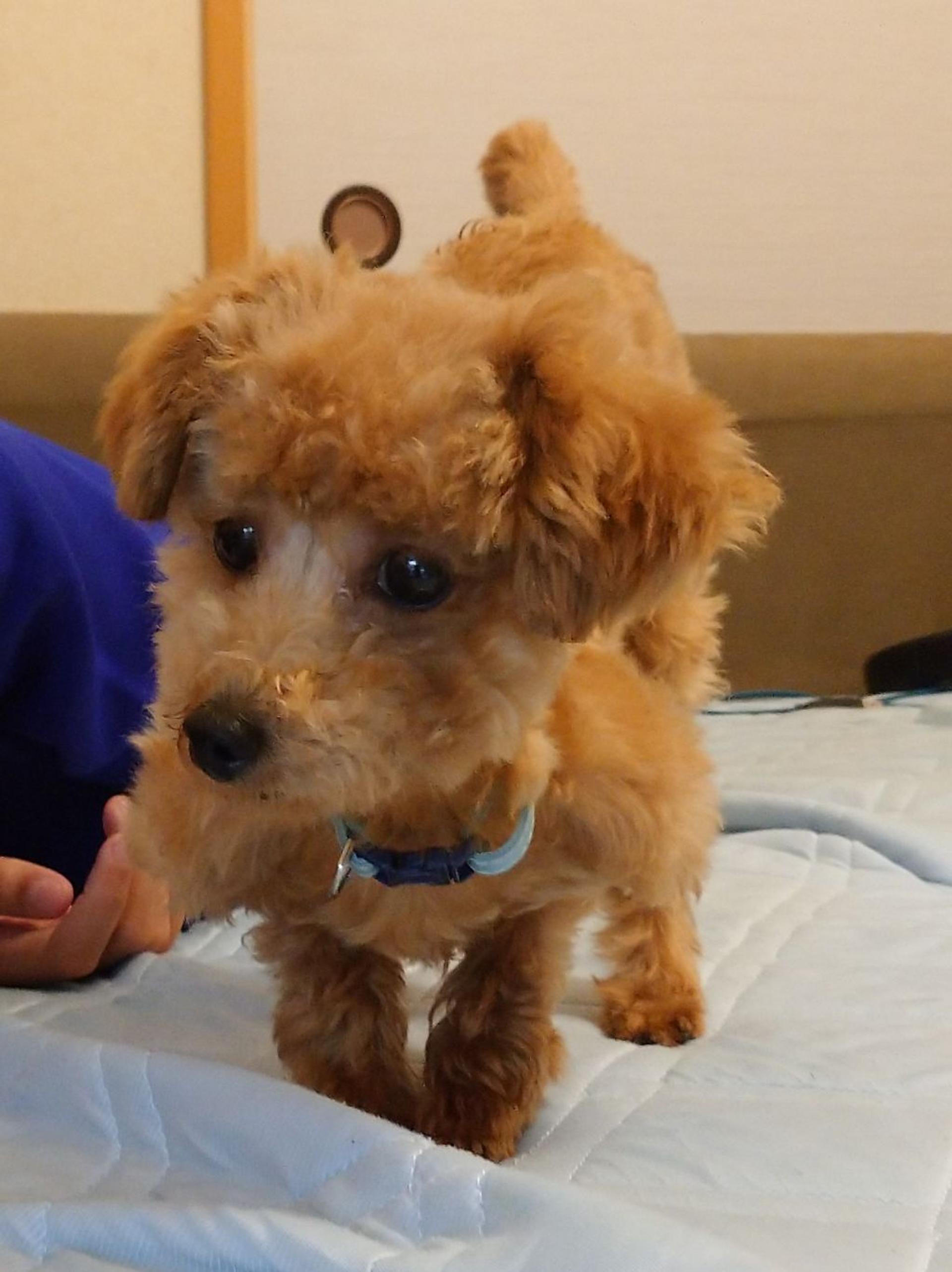pet-image-5