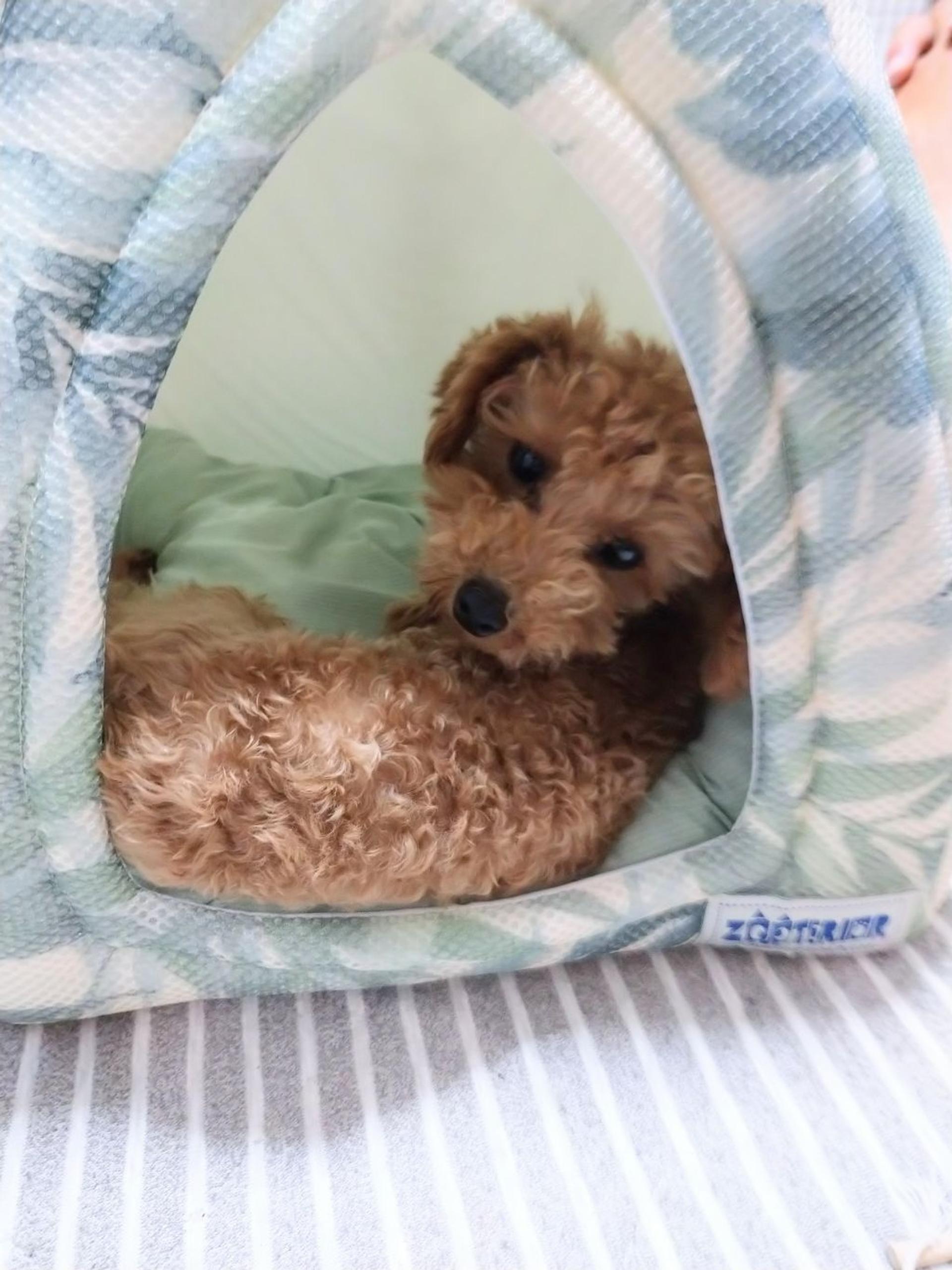 pet-image-7