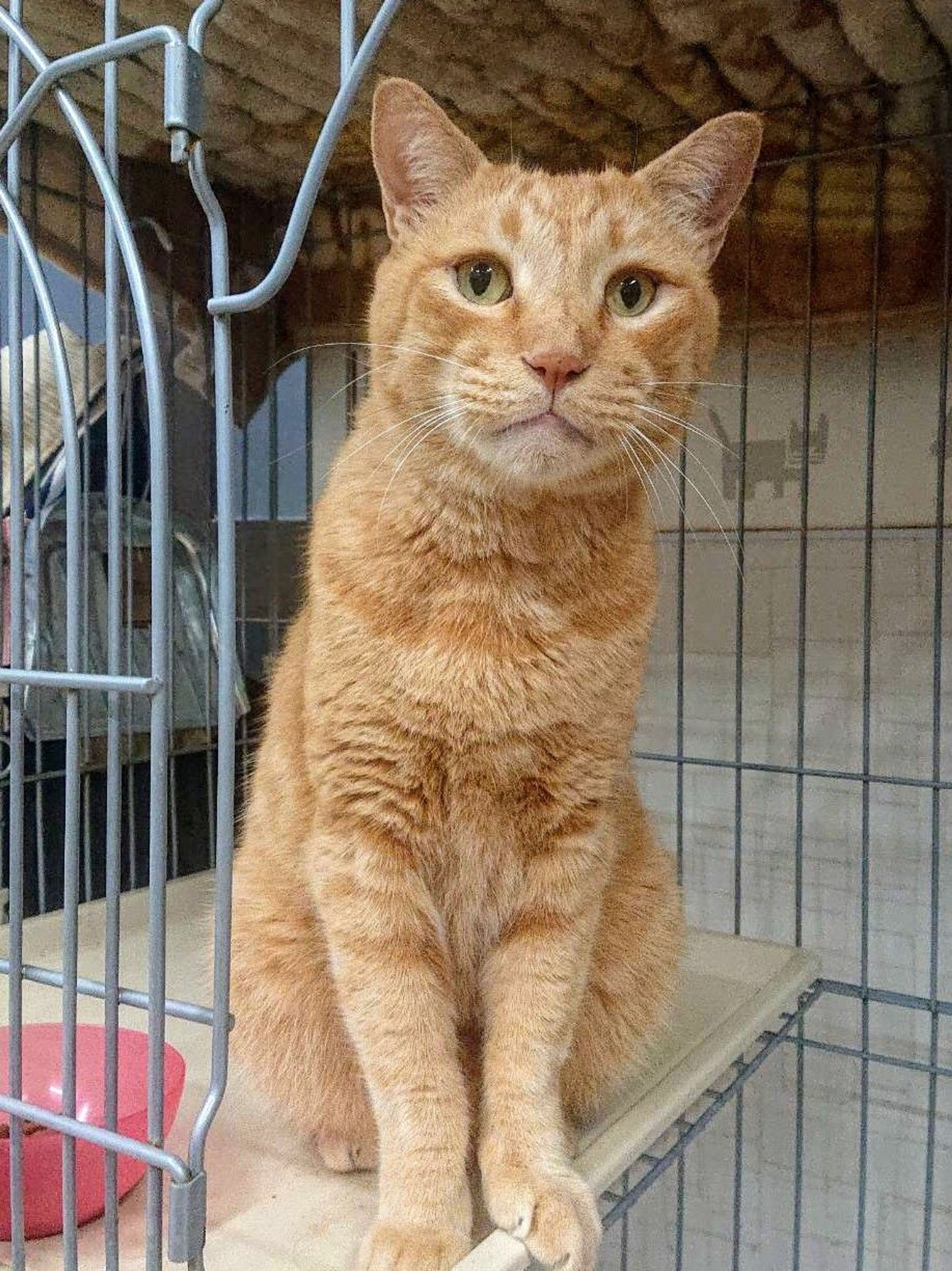 pet-image-3