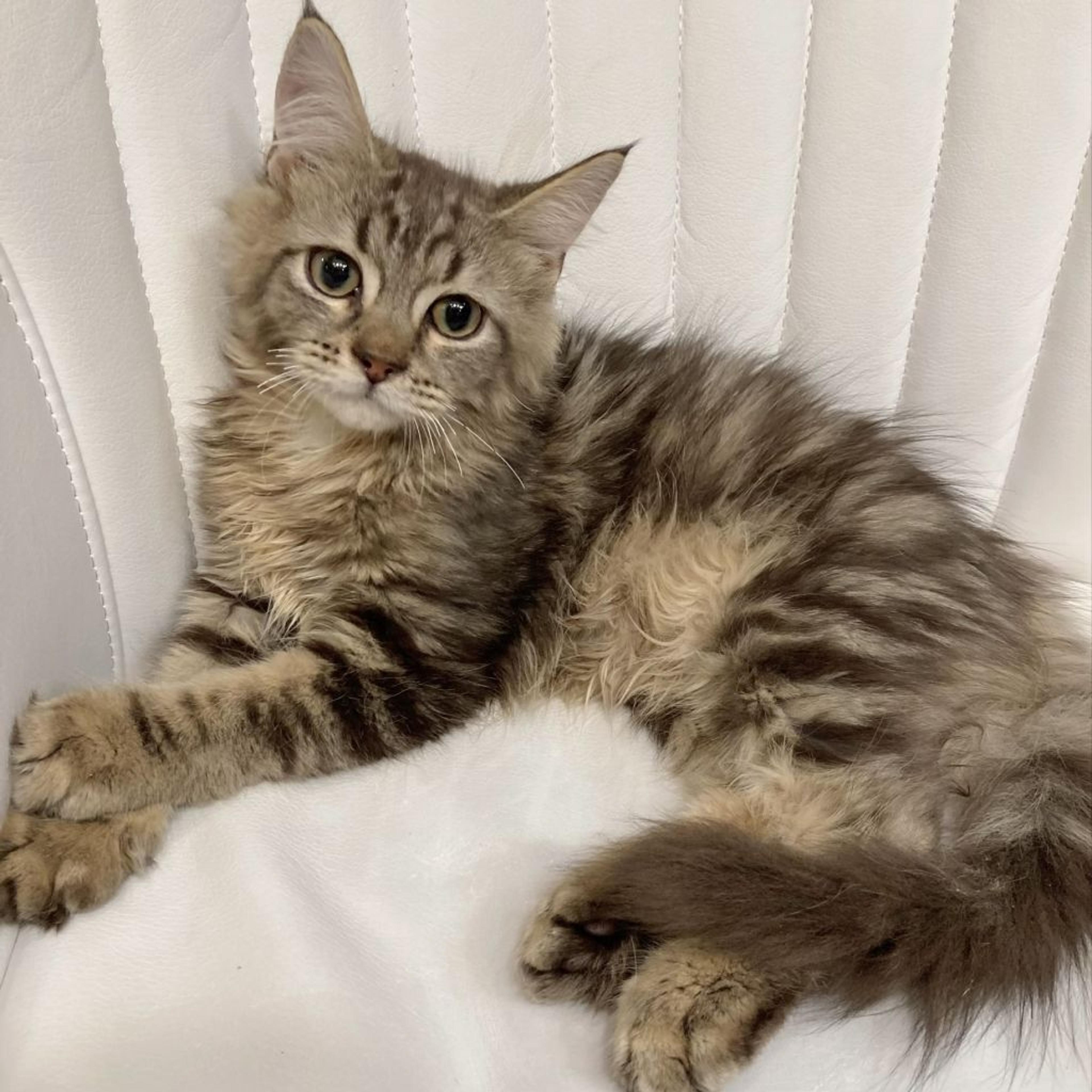 pet-image-3