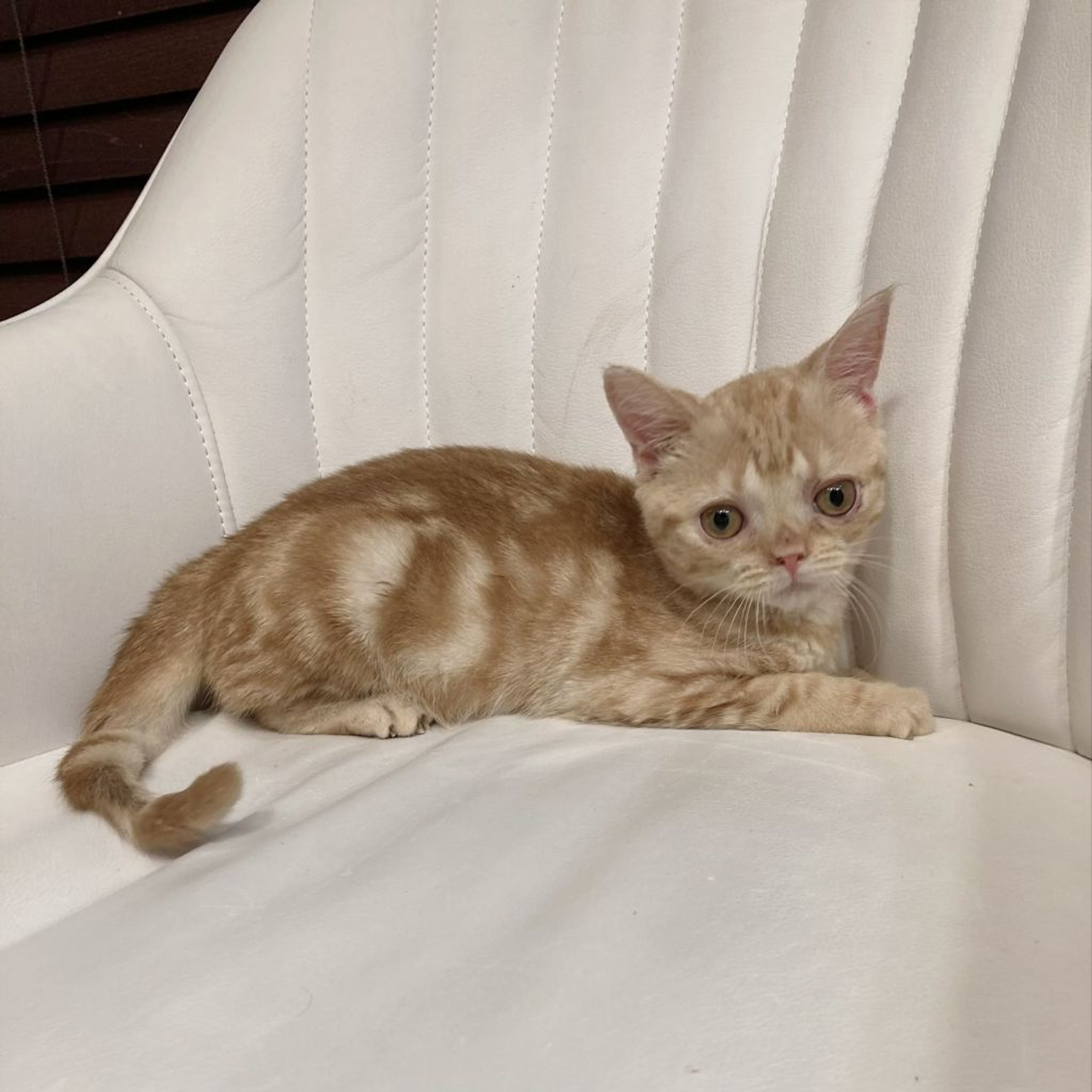 pet-image-5