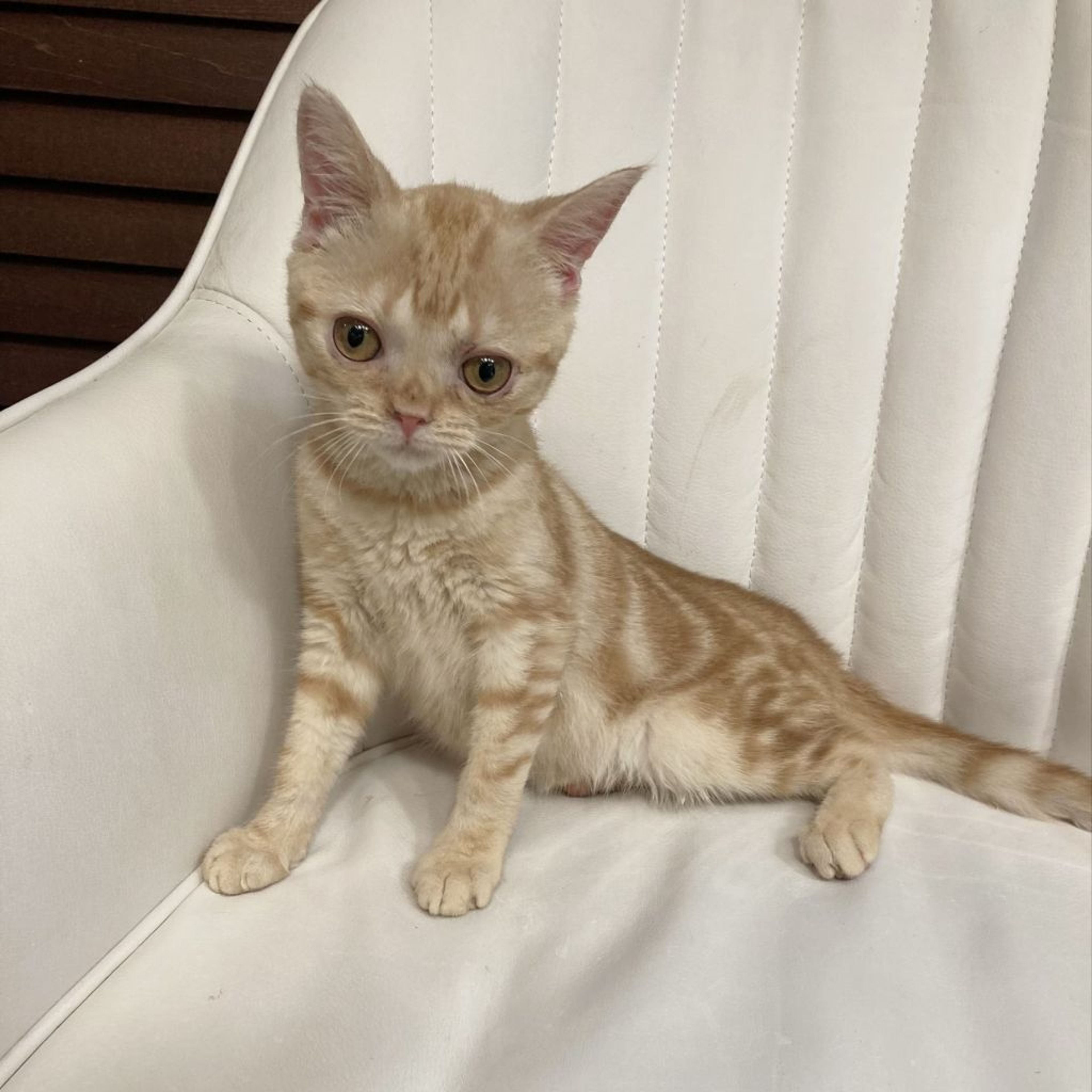 pet-image-7