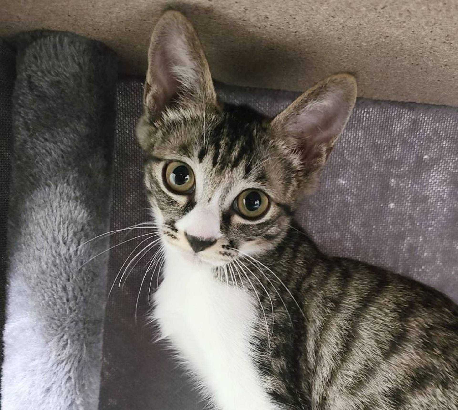 雑種（ミックス猫）・オスの里親募集の写真
