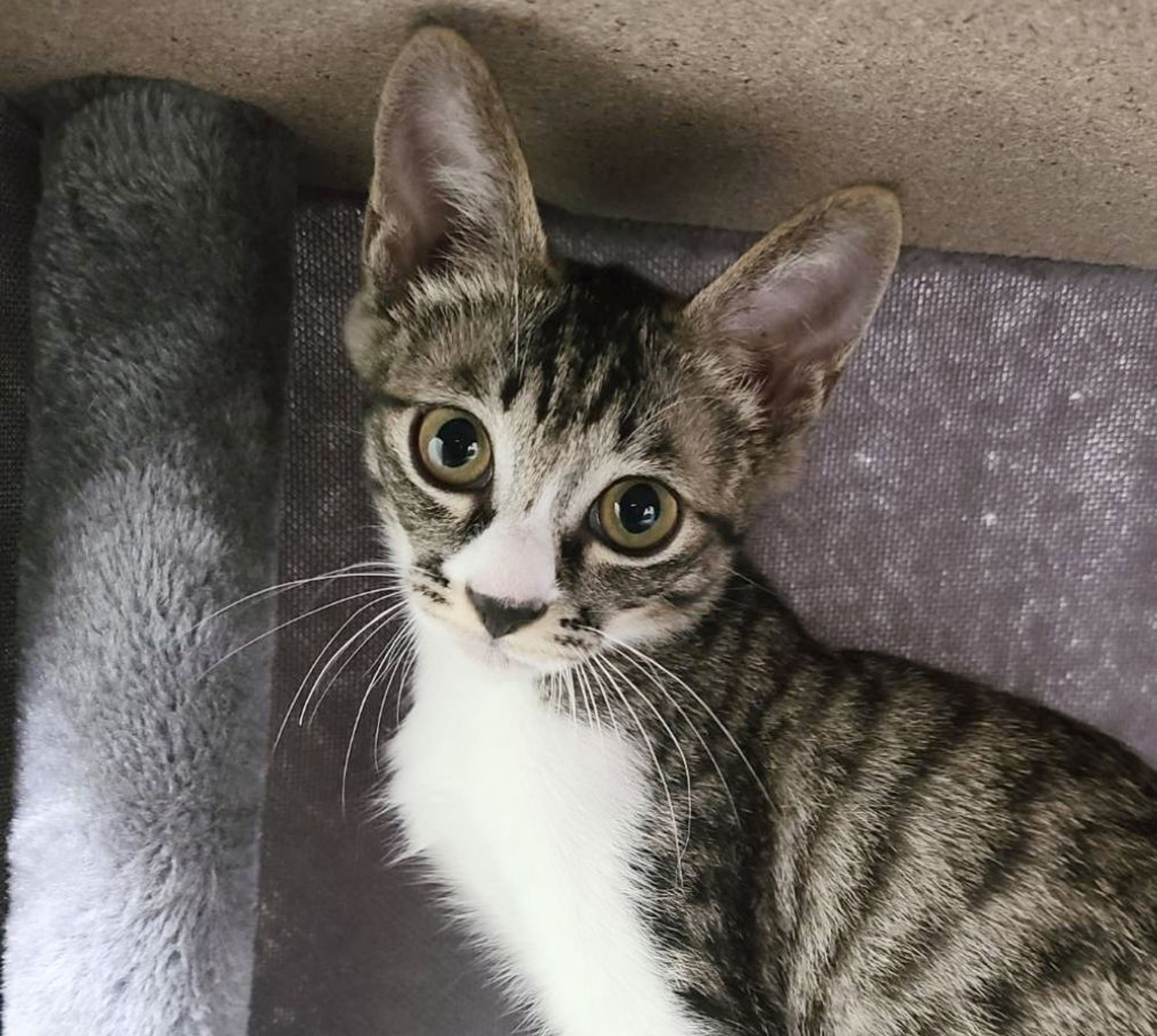 雑種（ミックス猫）・オスの里親募集の写真