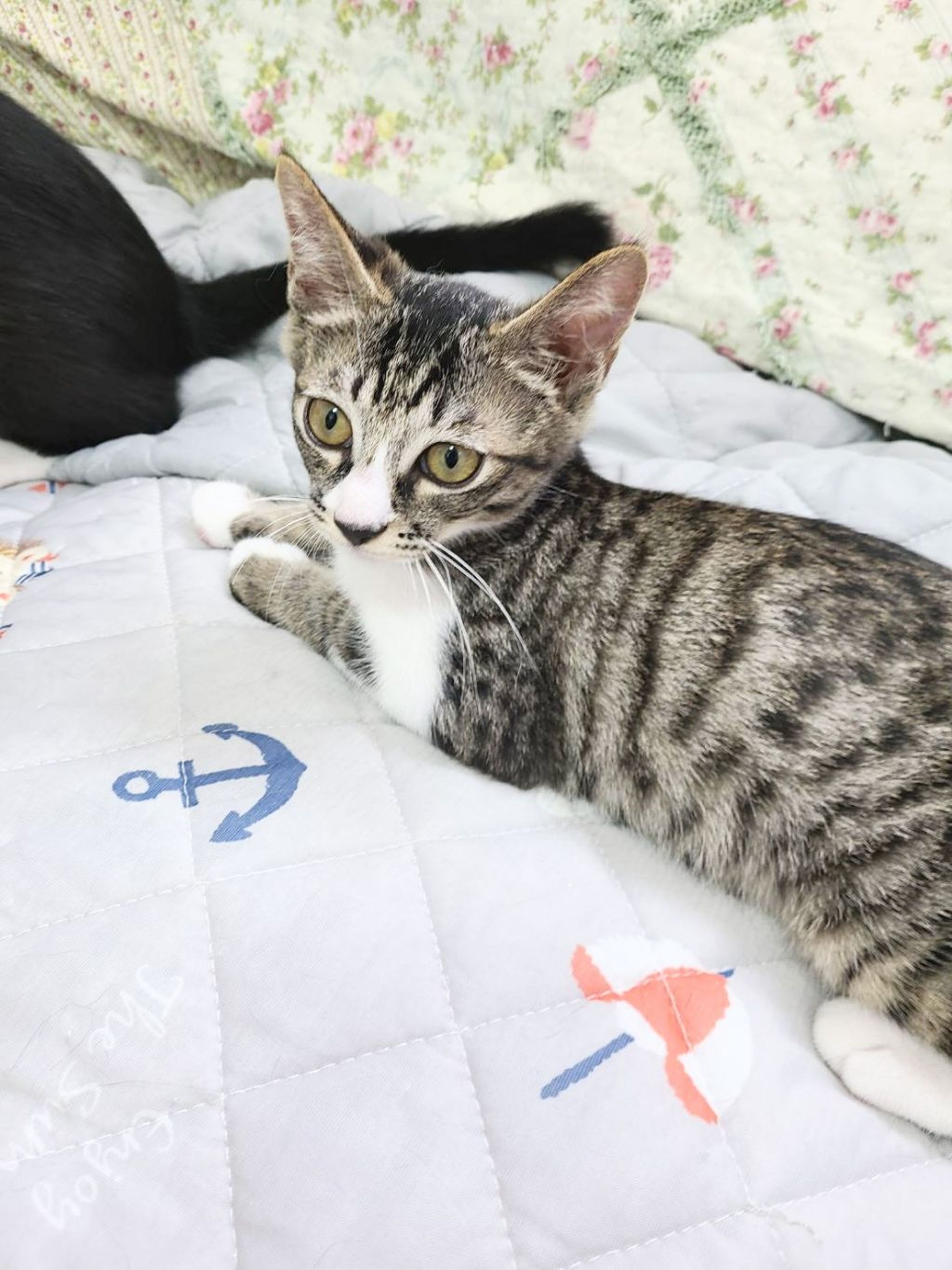 pet-image-4