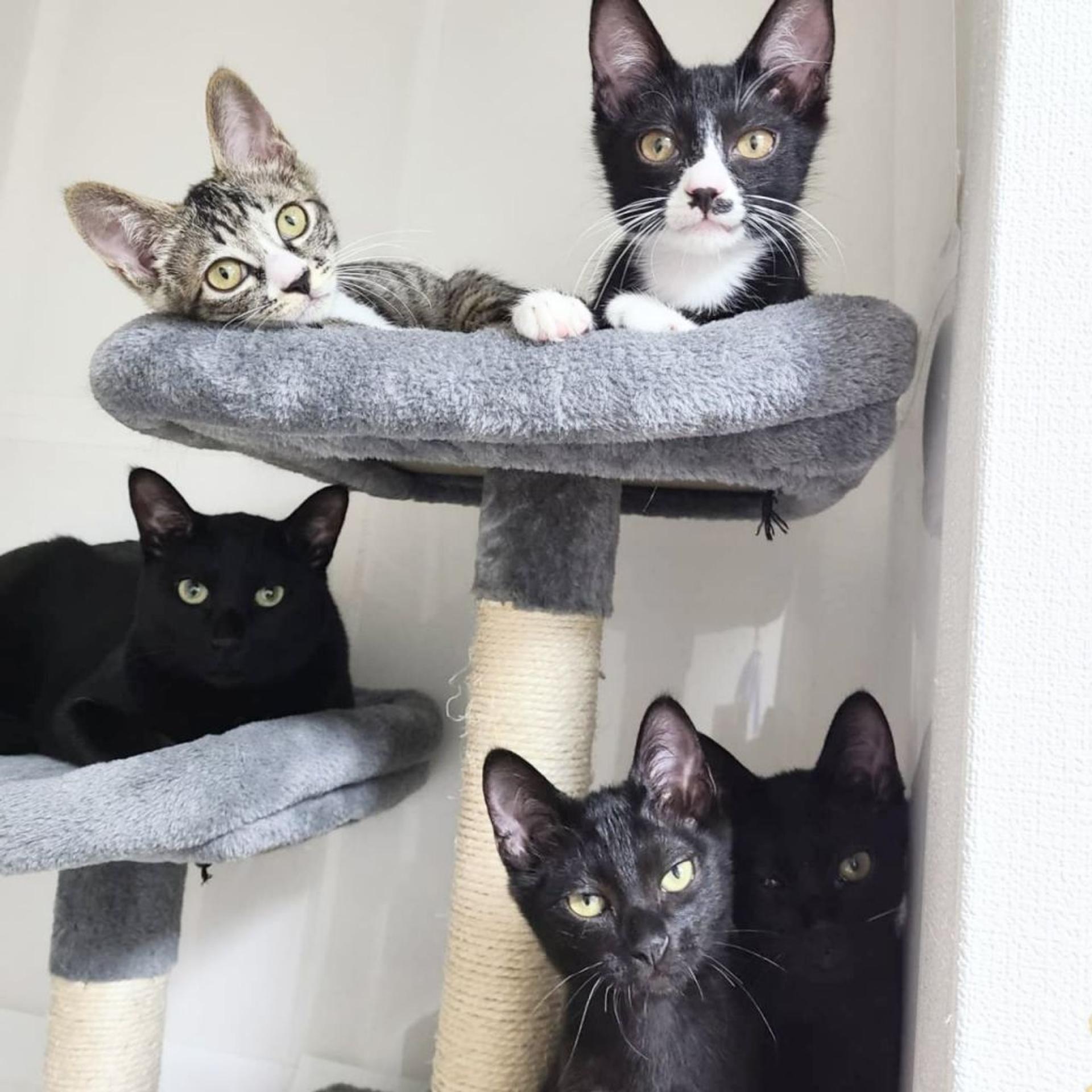 pet-image-4