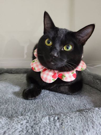 ニーナ