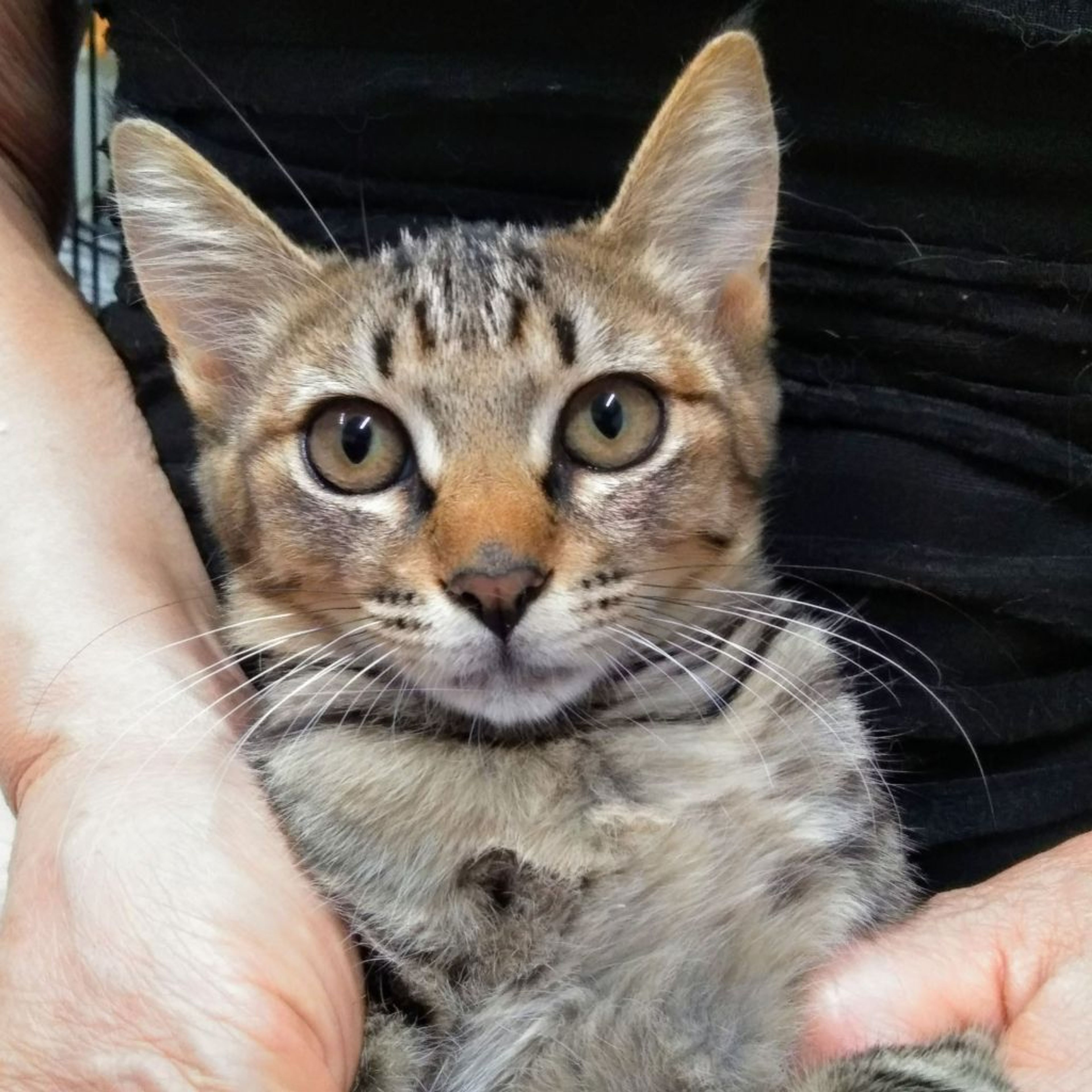 雑種（ミックス猫）・メスの里親募集の写真