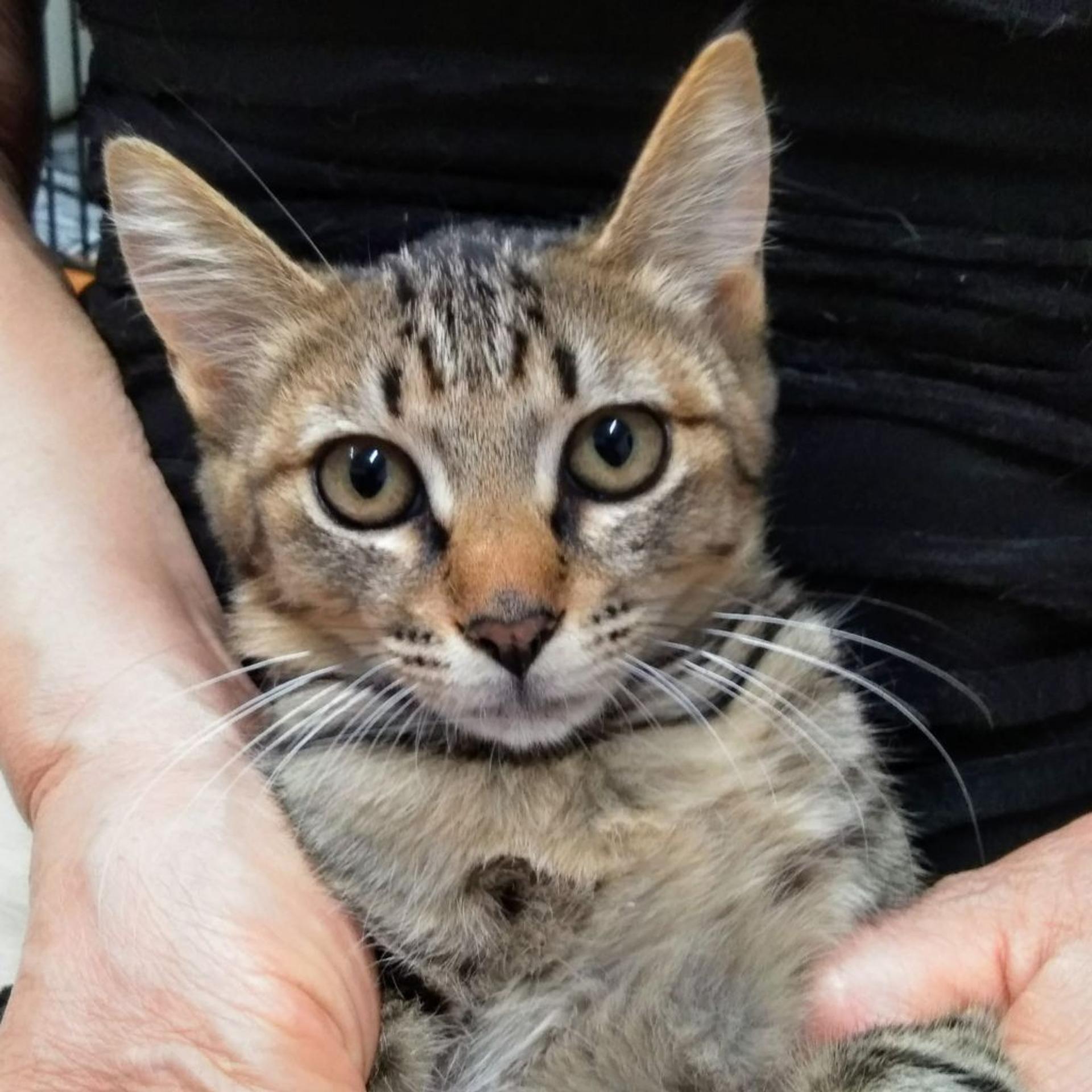 pet-image-2
