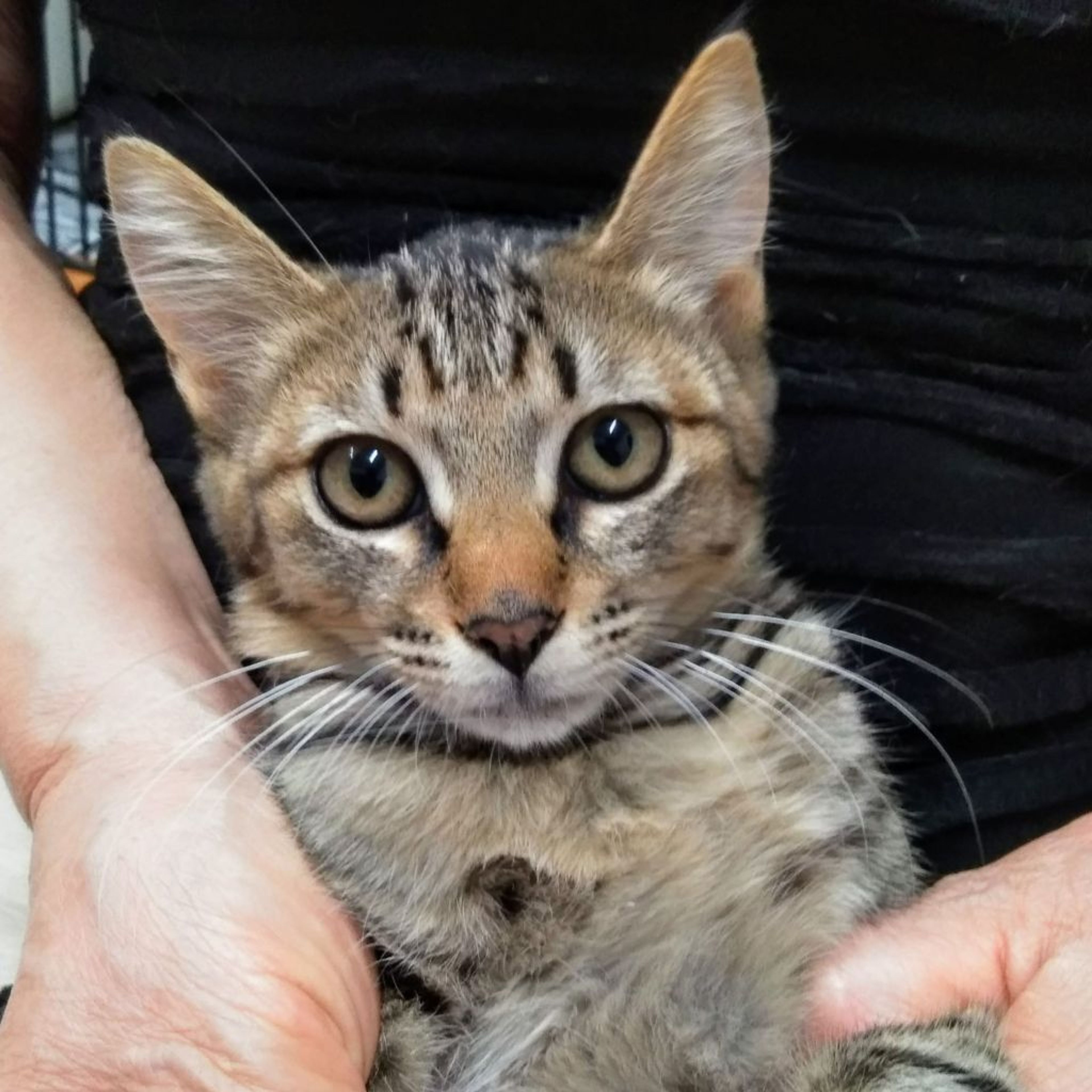 pet-image-2