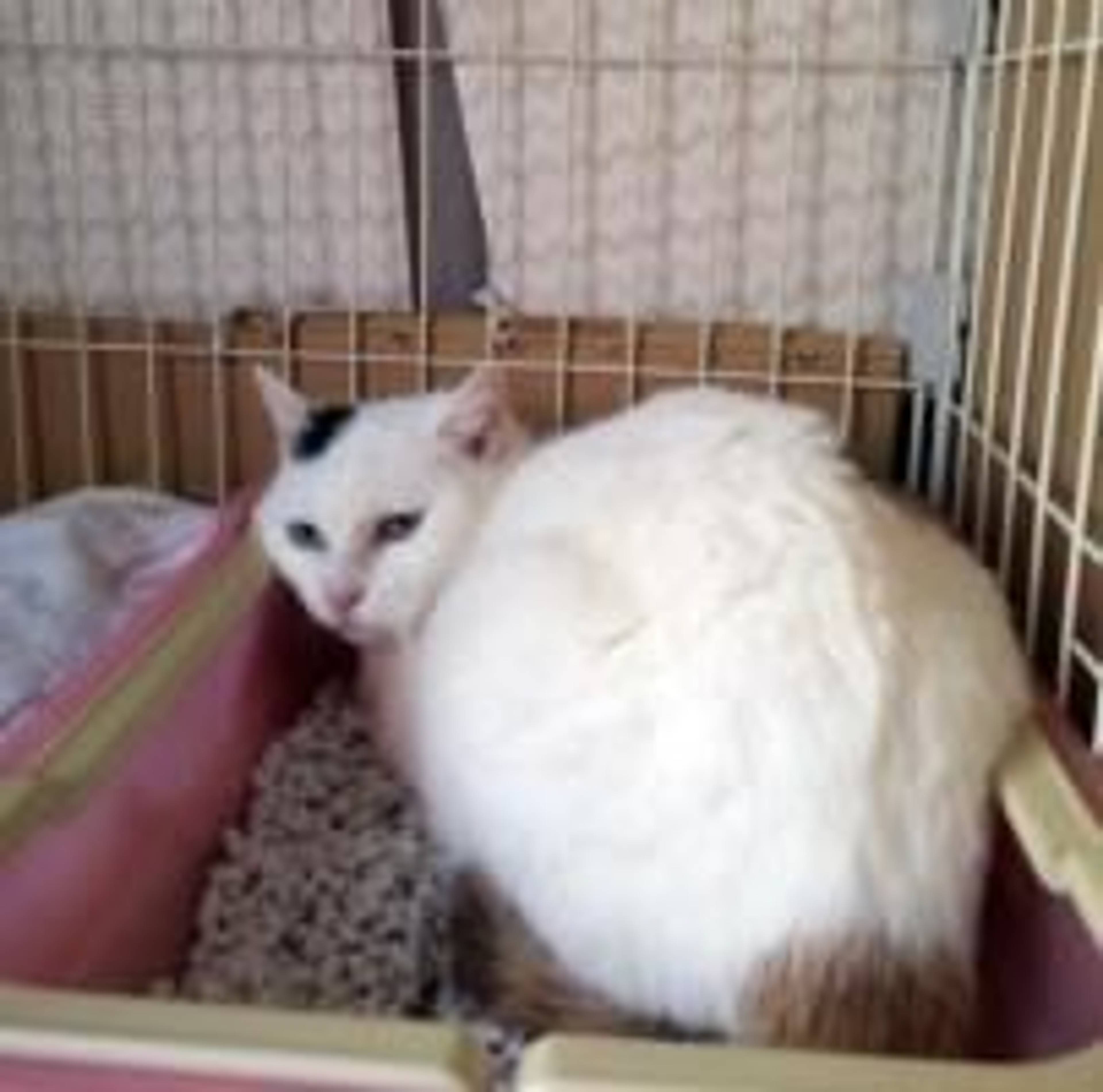 雑種（ミックス猫）・メスの里親募集の写真