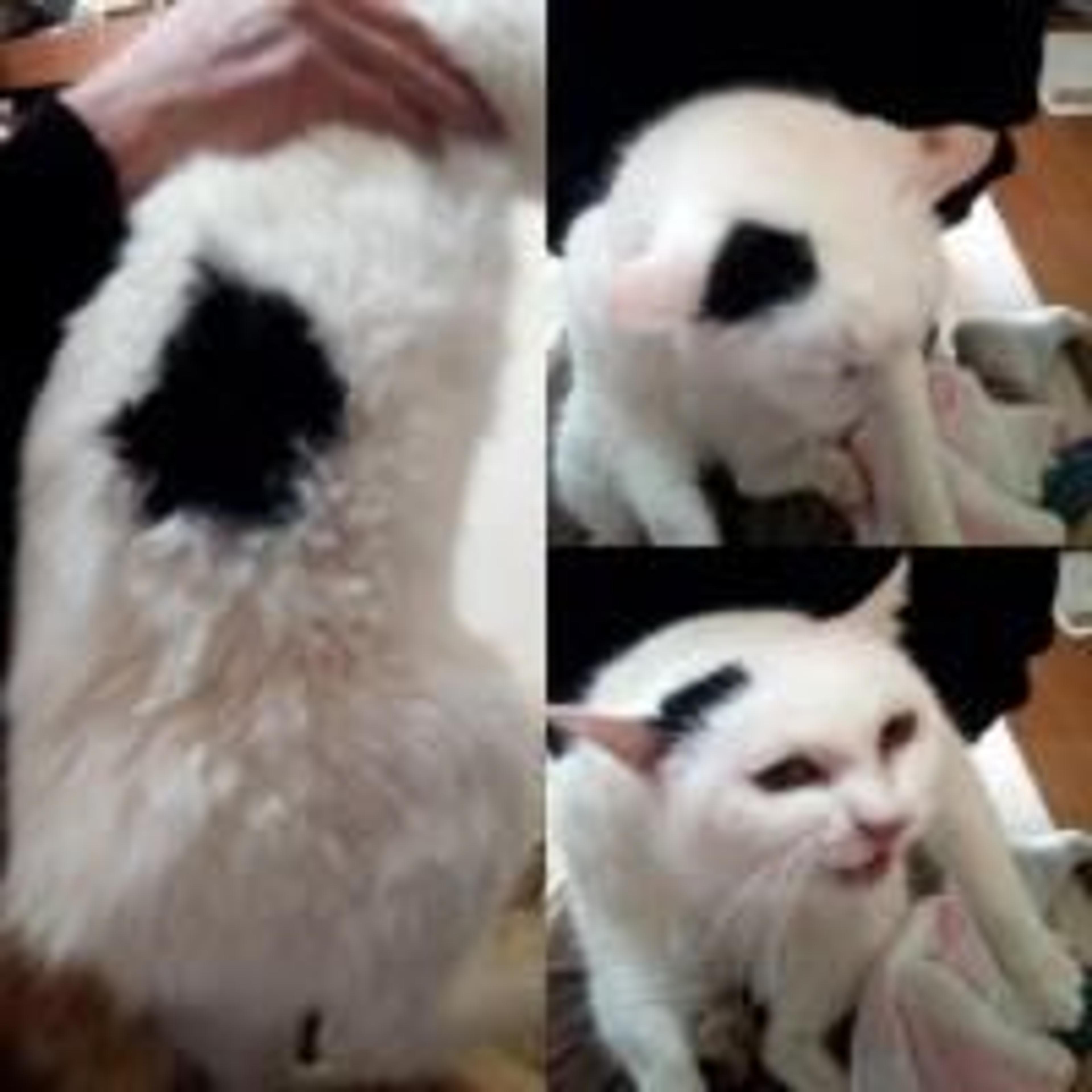 pet-image-2