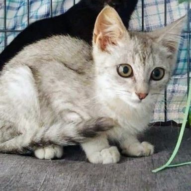 シルバくんの写真