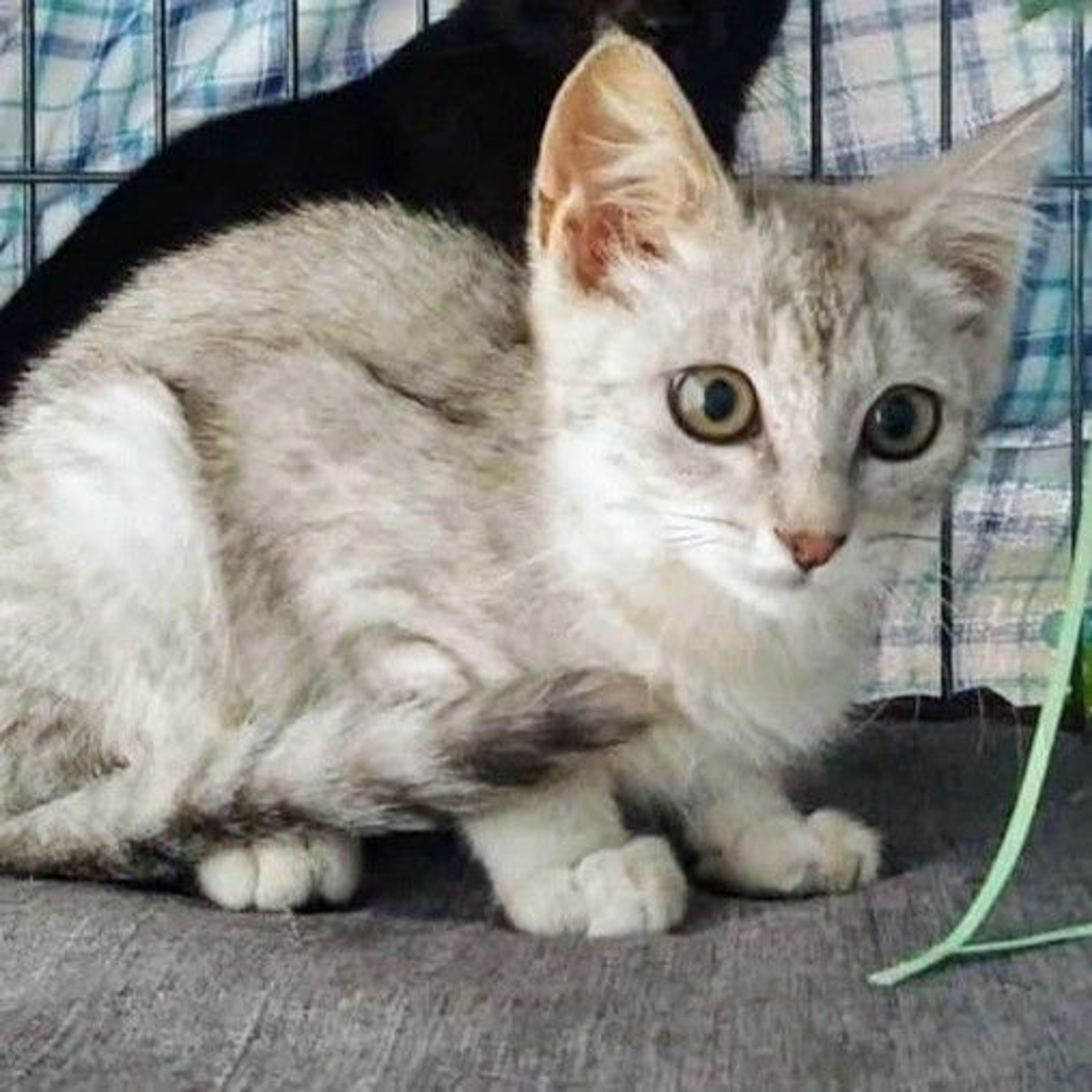 雑種（ミックス猫）・オスの里親募集の写真