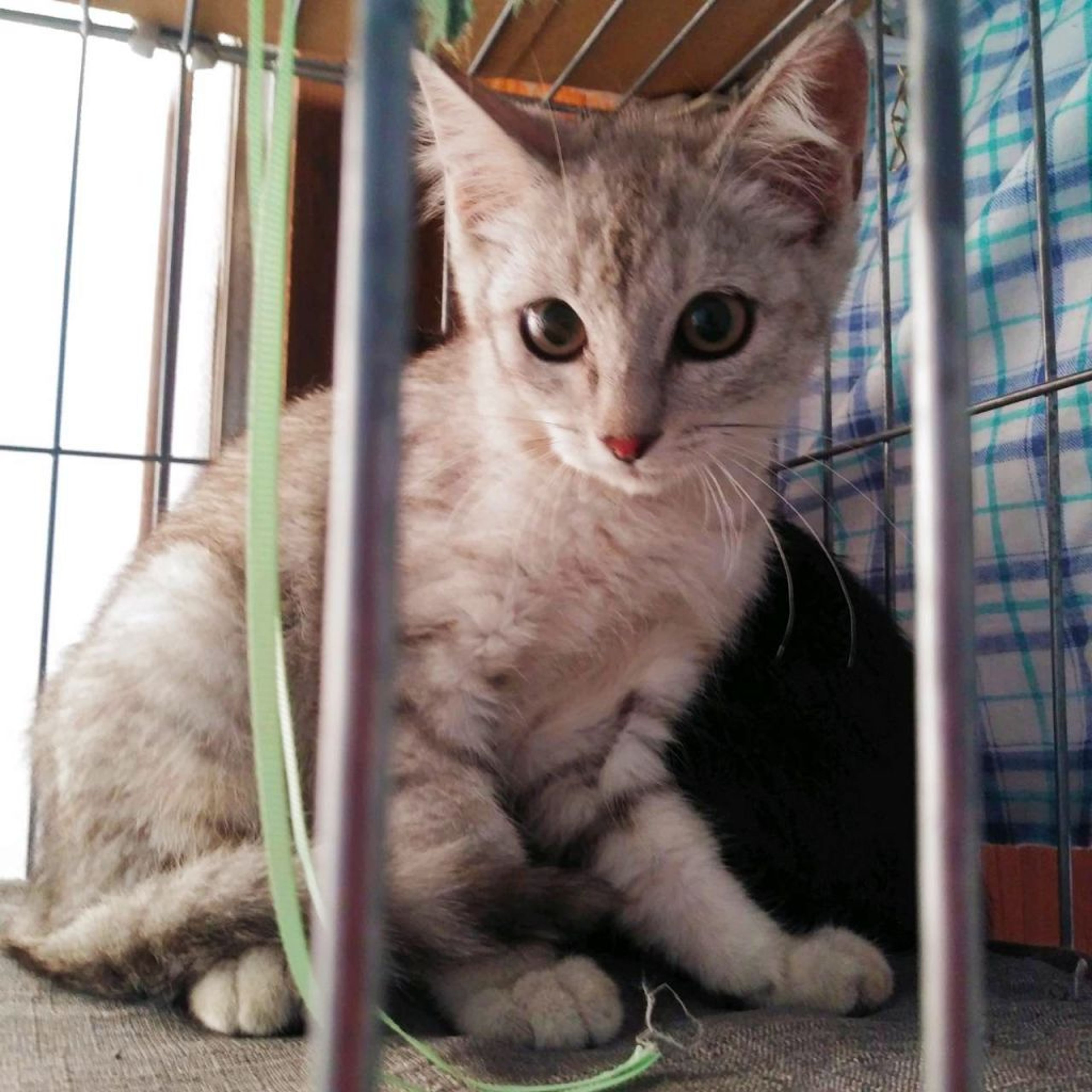 pet-image-3