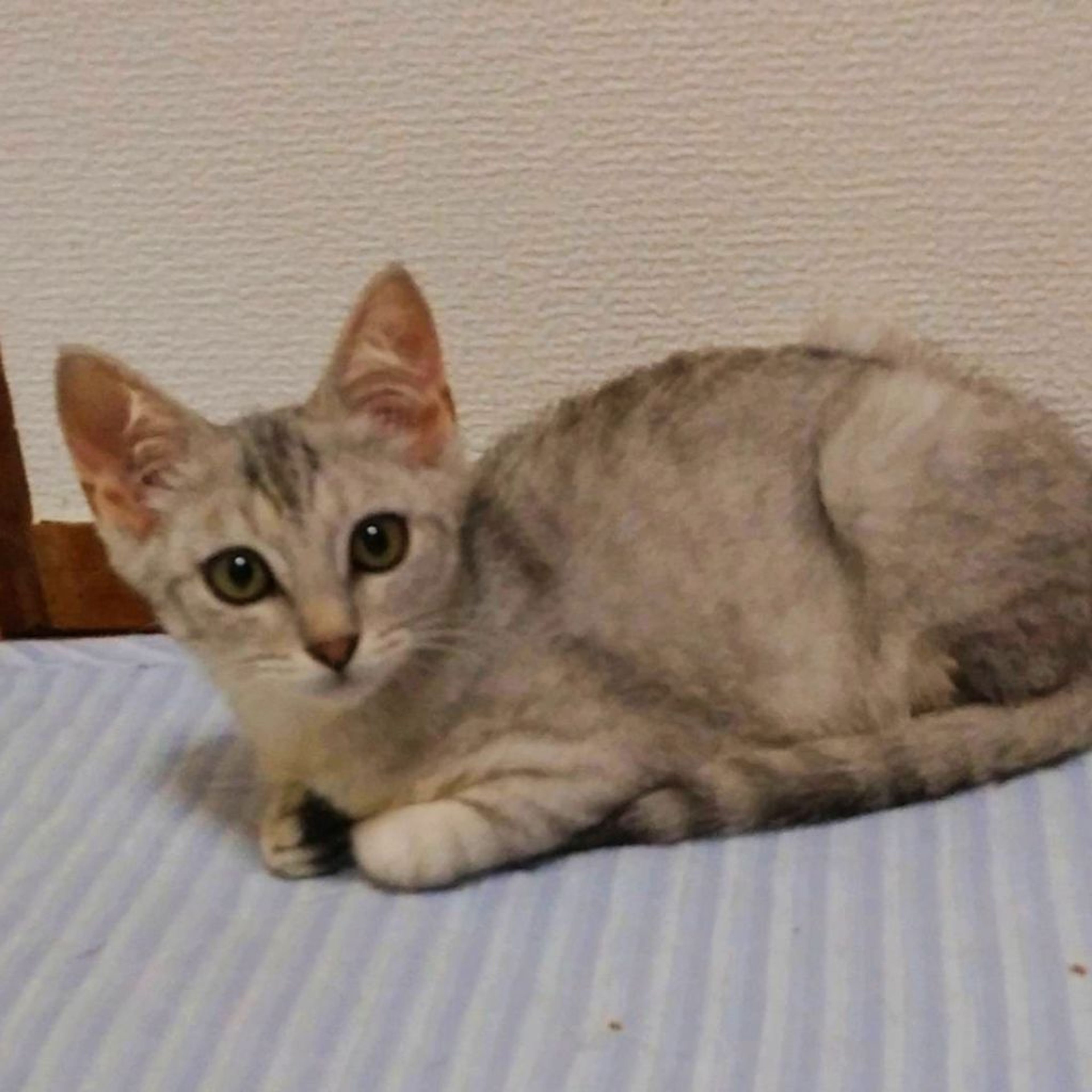 pet-image-4