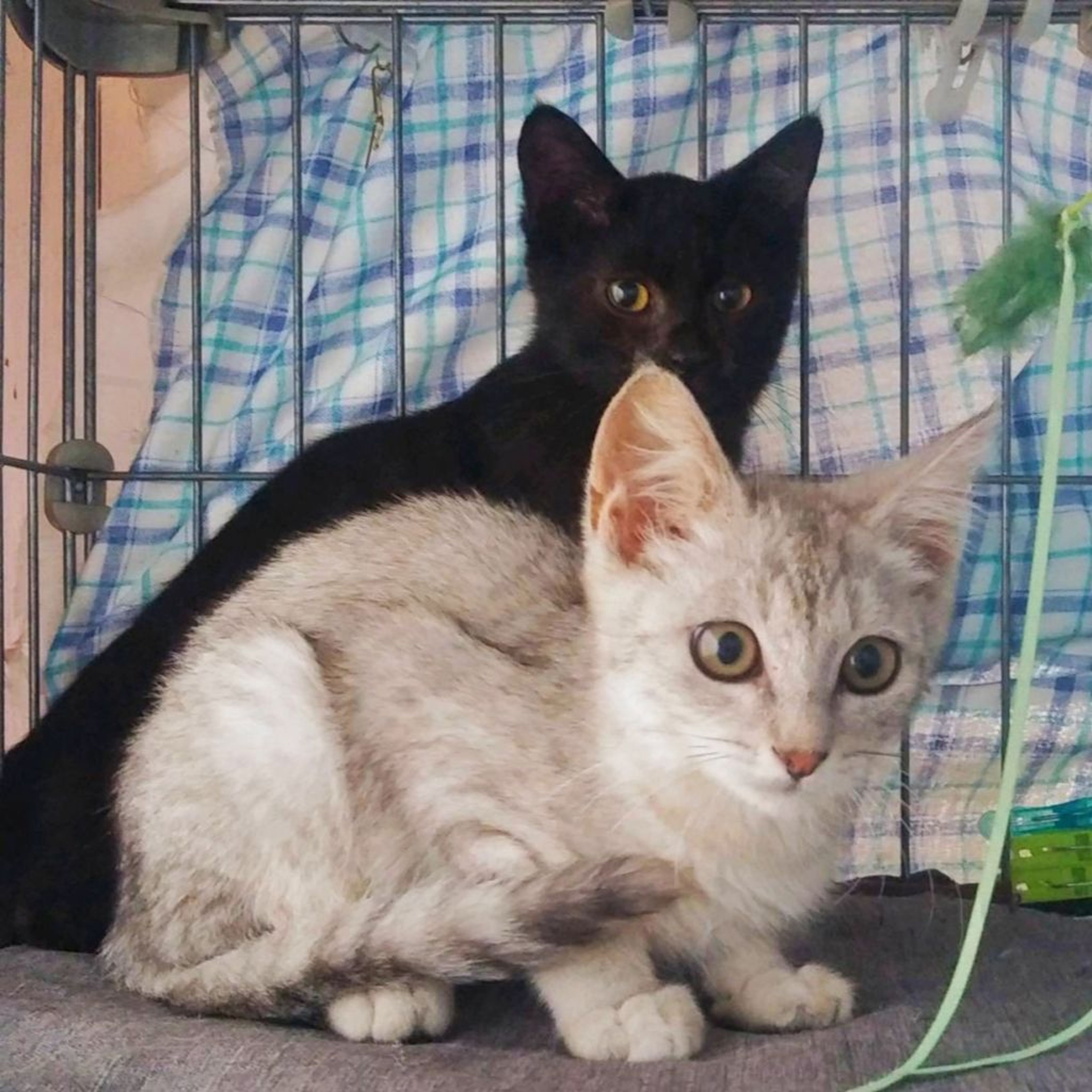pet-image-5