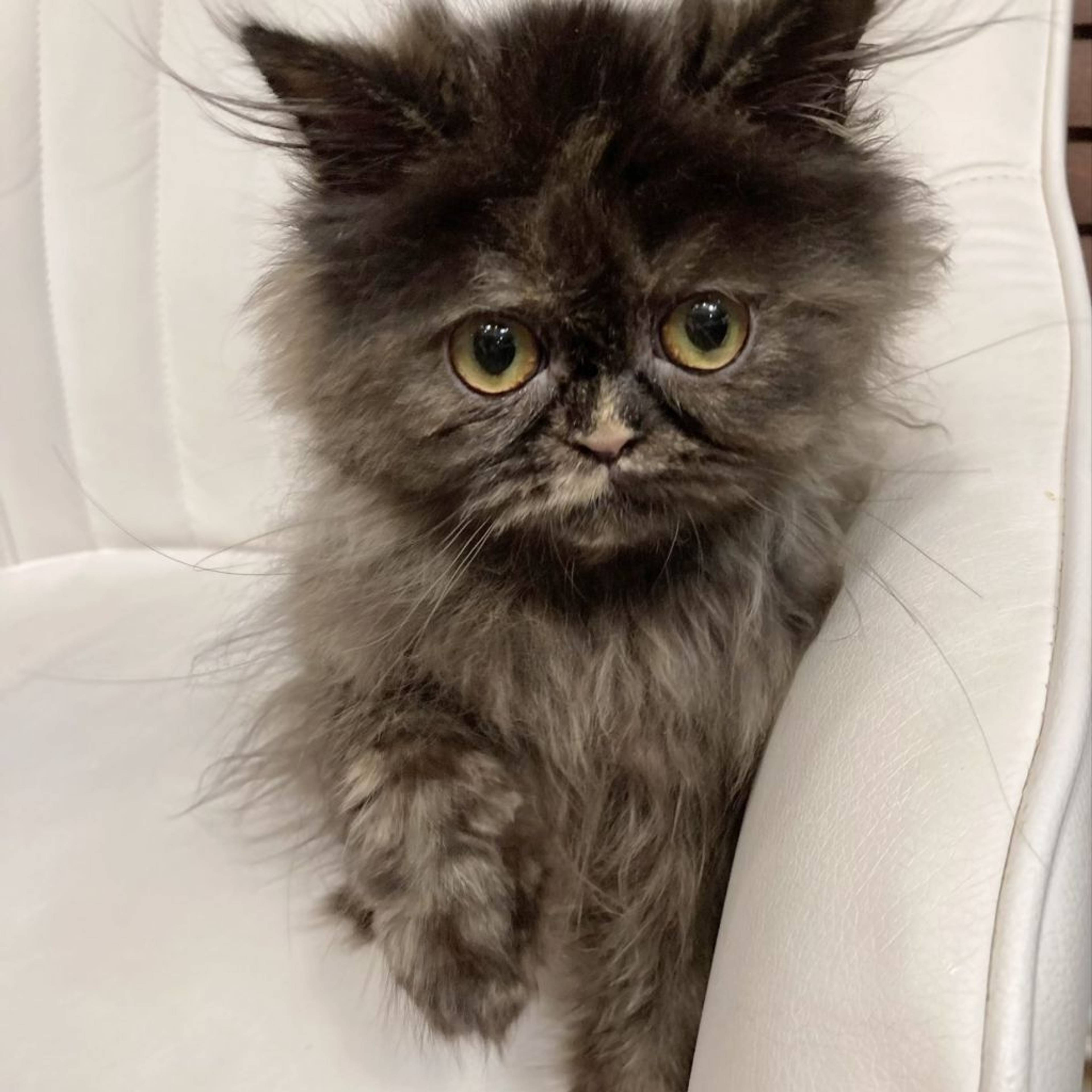 エキゾチックショートヘア・メスの里親募集の写真