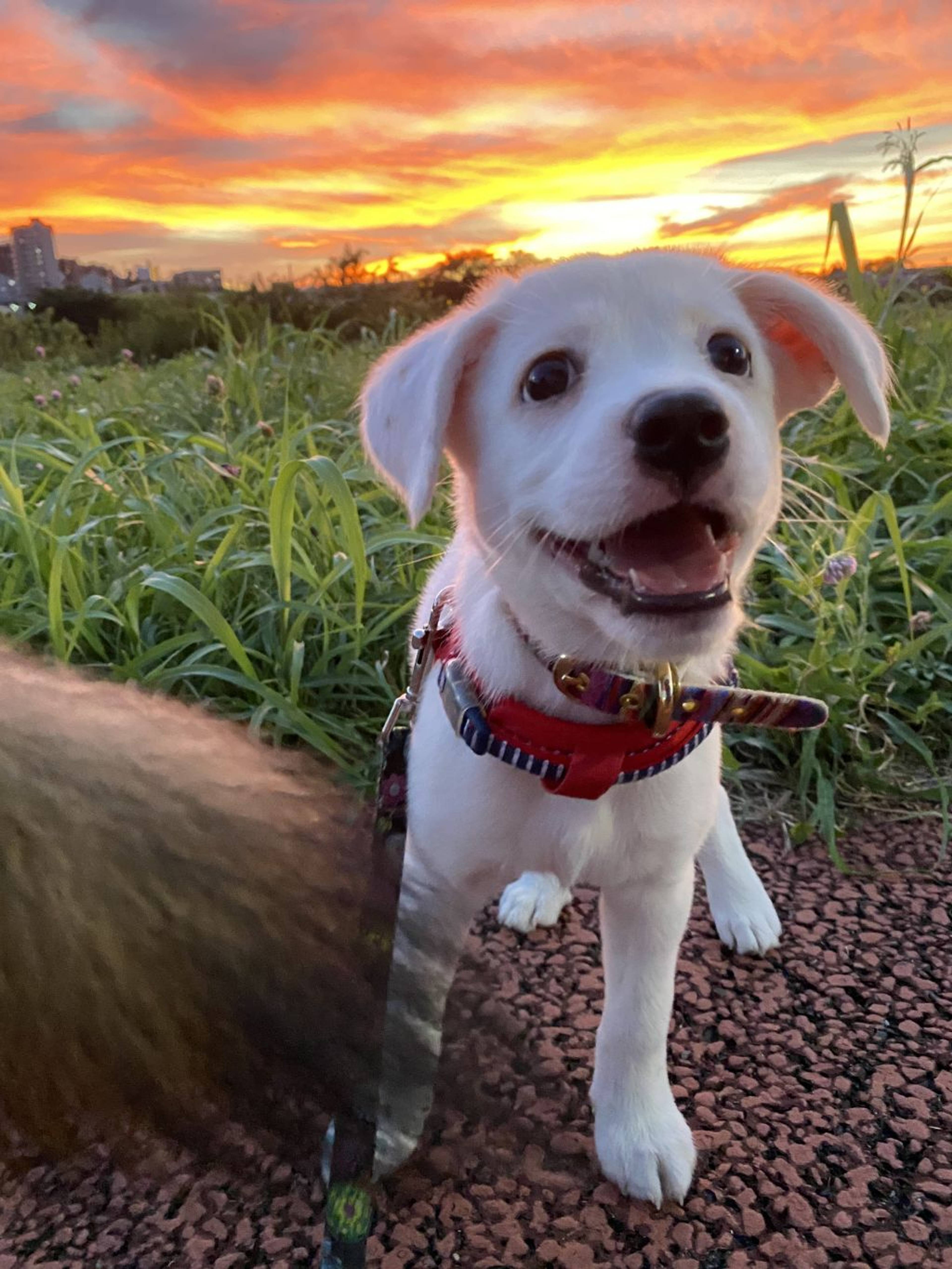 雑種（ミックス犬）・メスの里親募集の写真