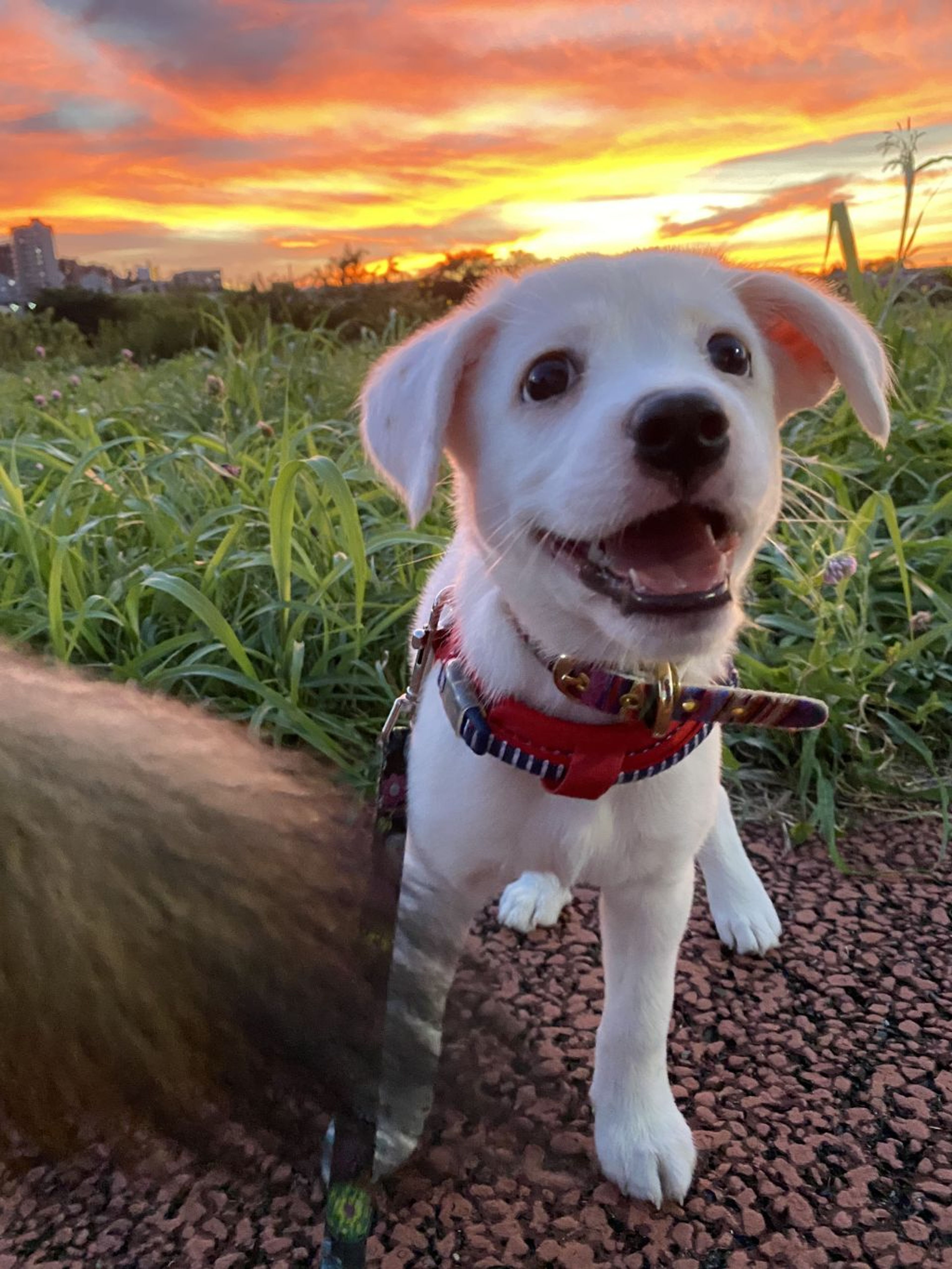 雑種（ミックス犬）・メスの里親募集の写真