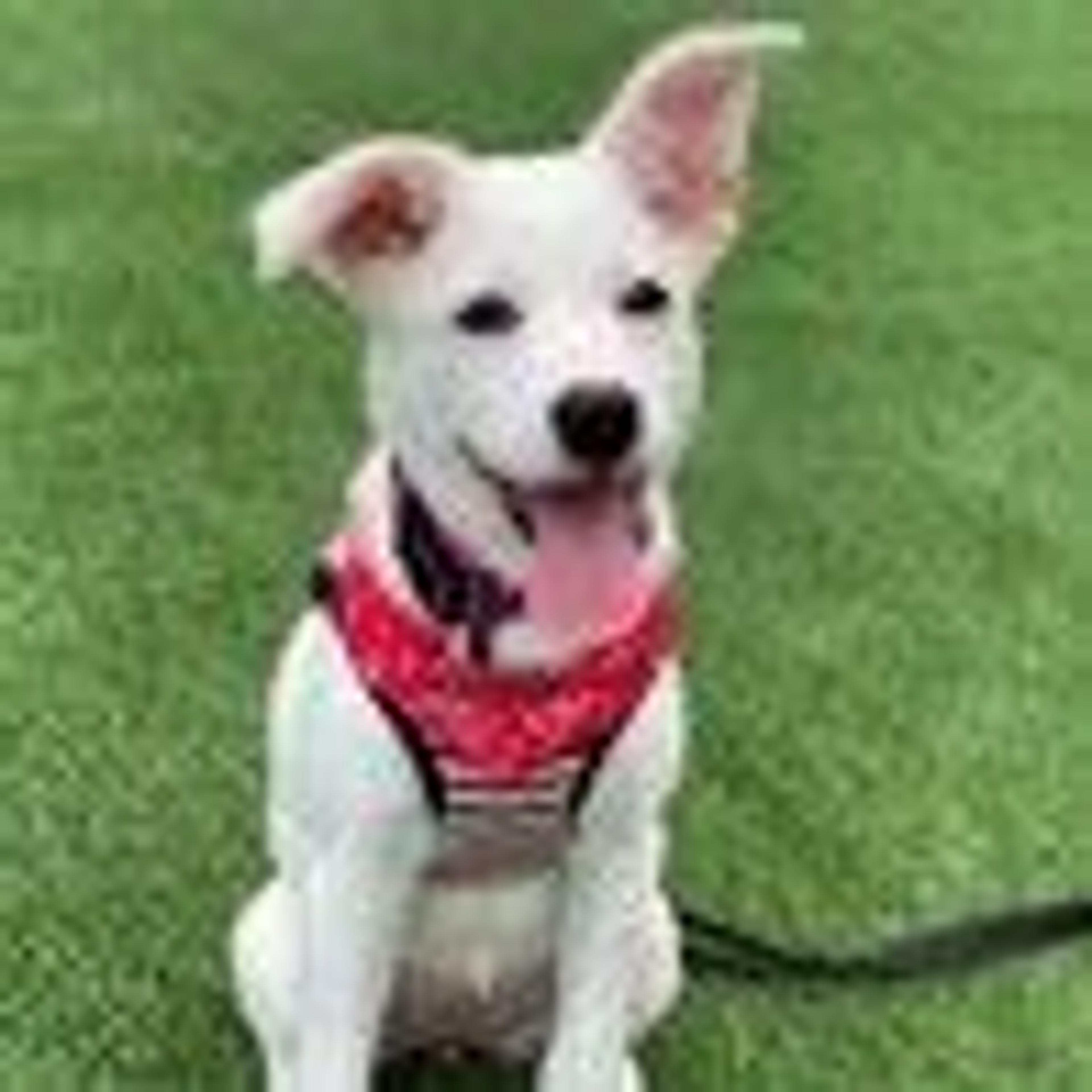 pet-image-3