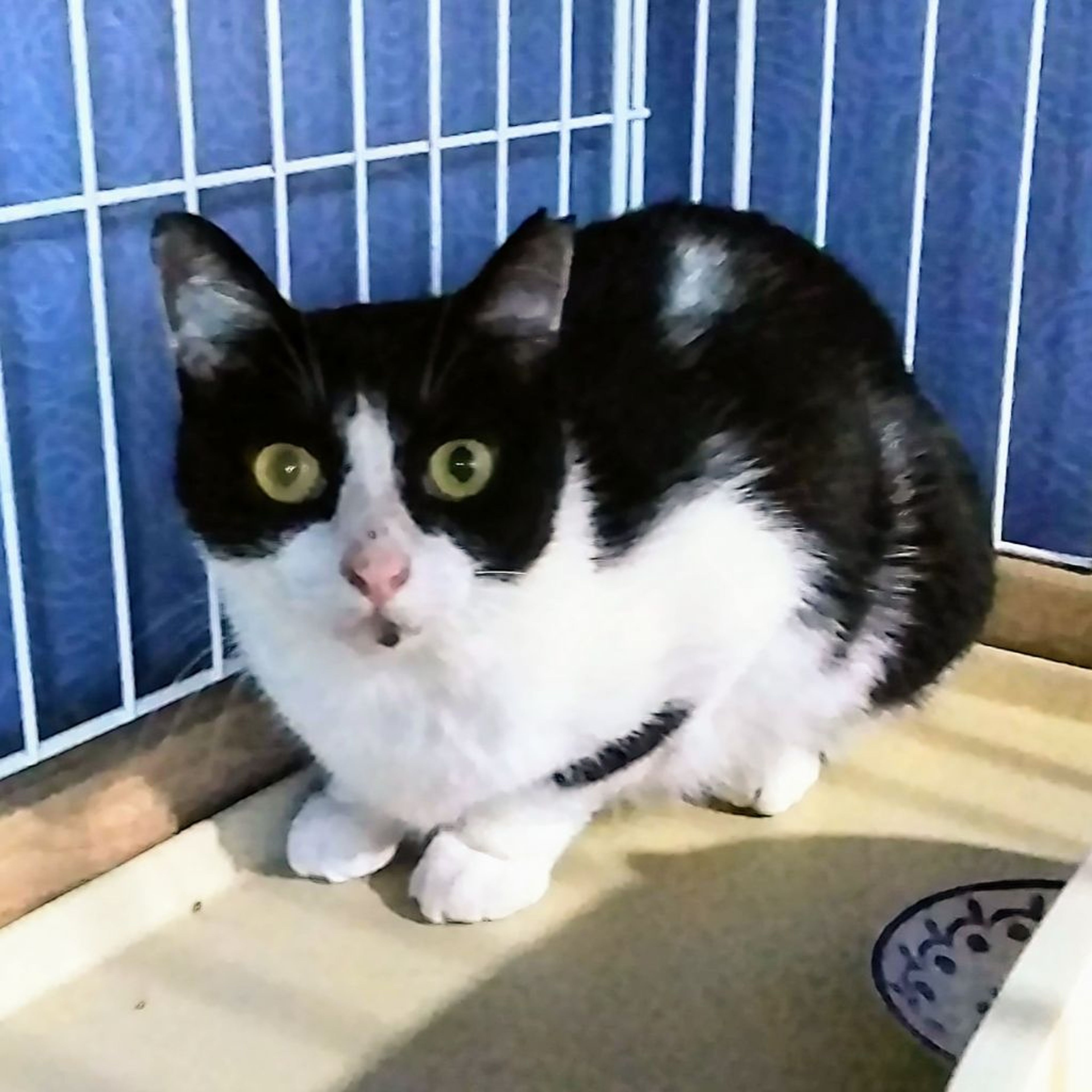 pet-image-3