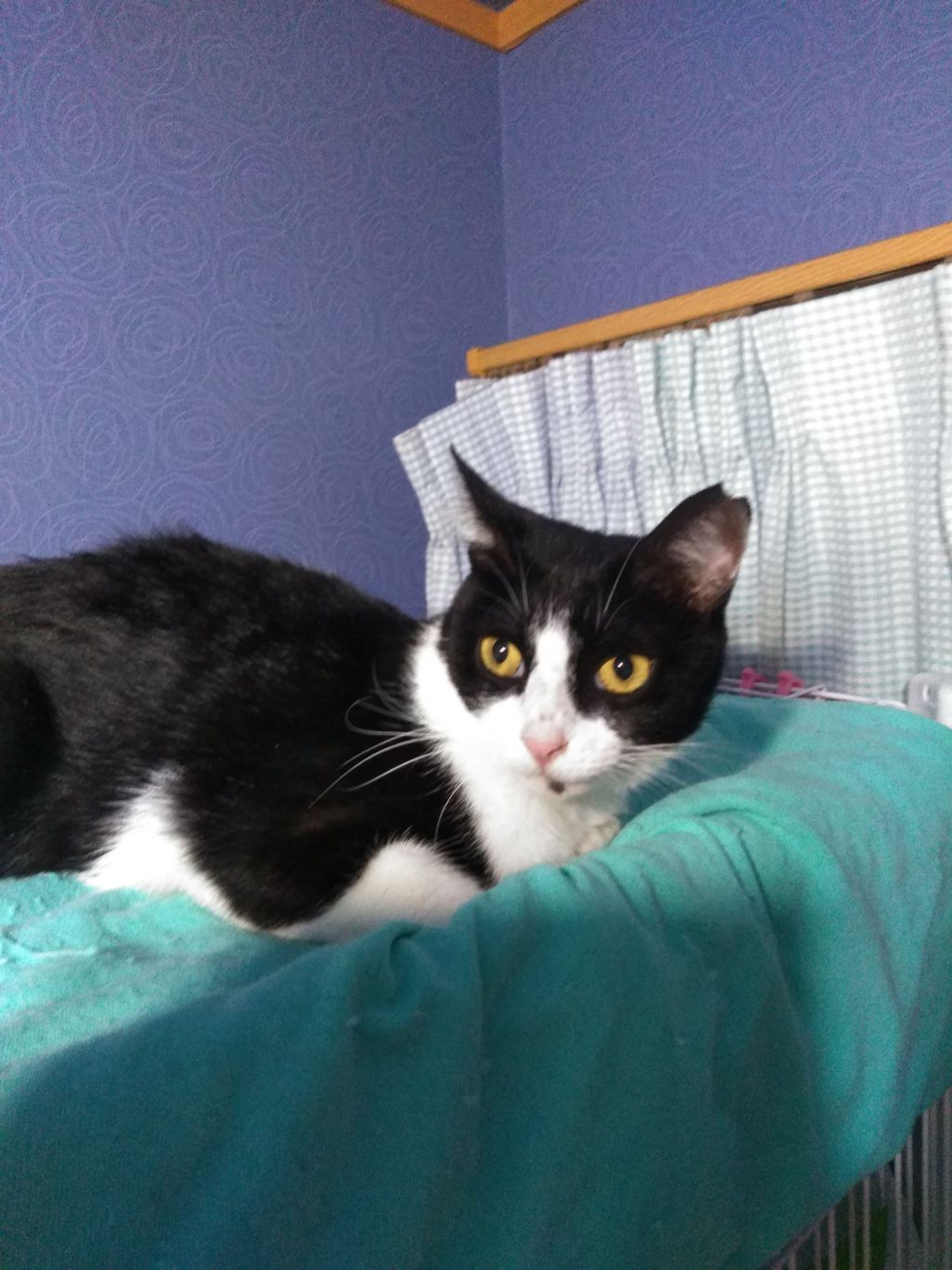pet-image-4