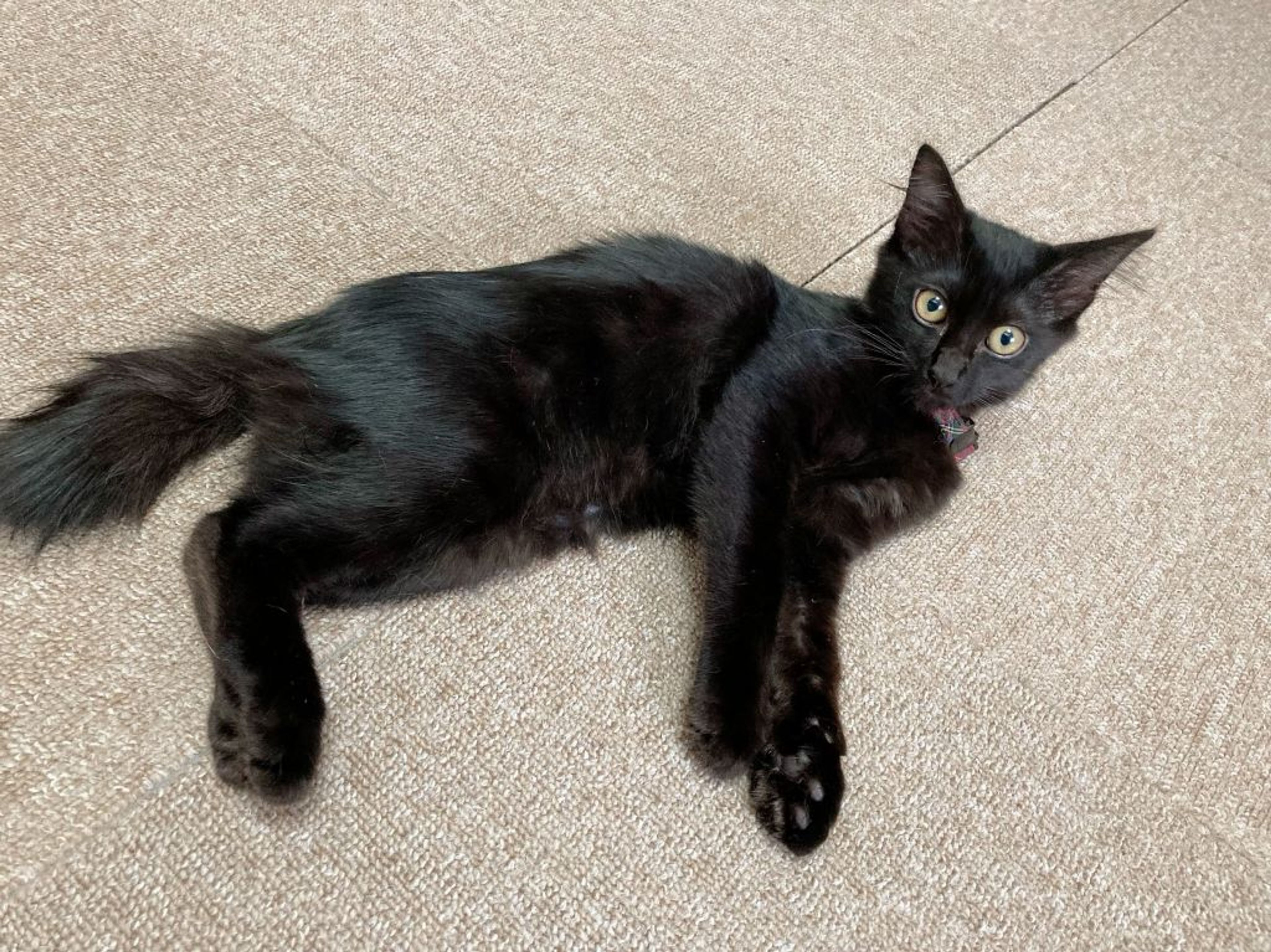 雑種（ミックス猫）・メスの里親募集の写真