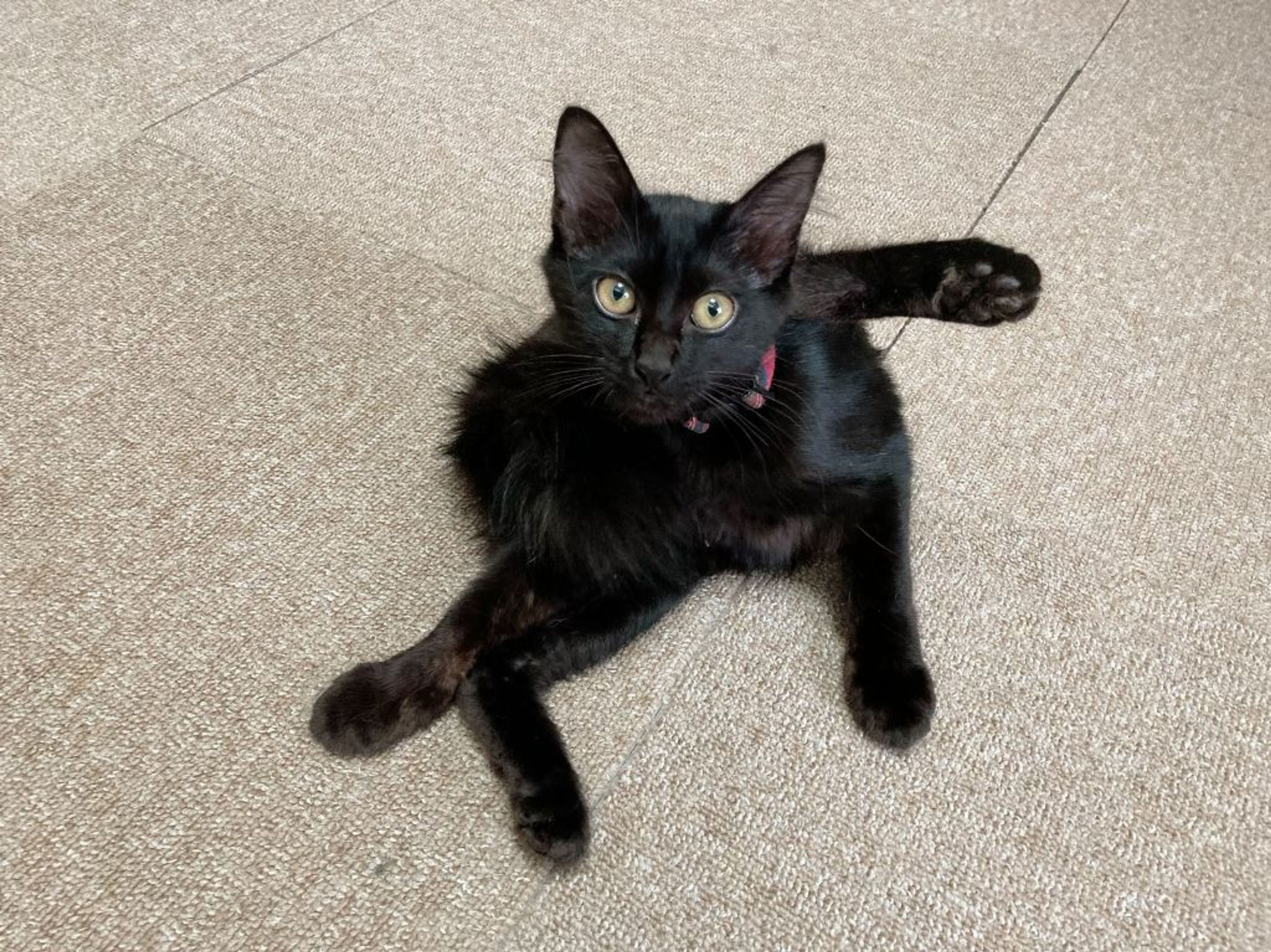 pet-image-2