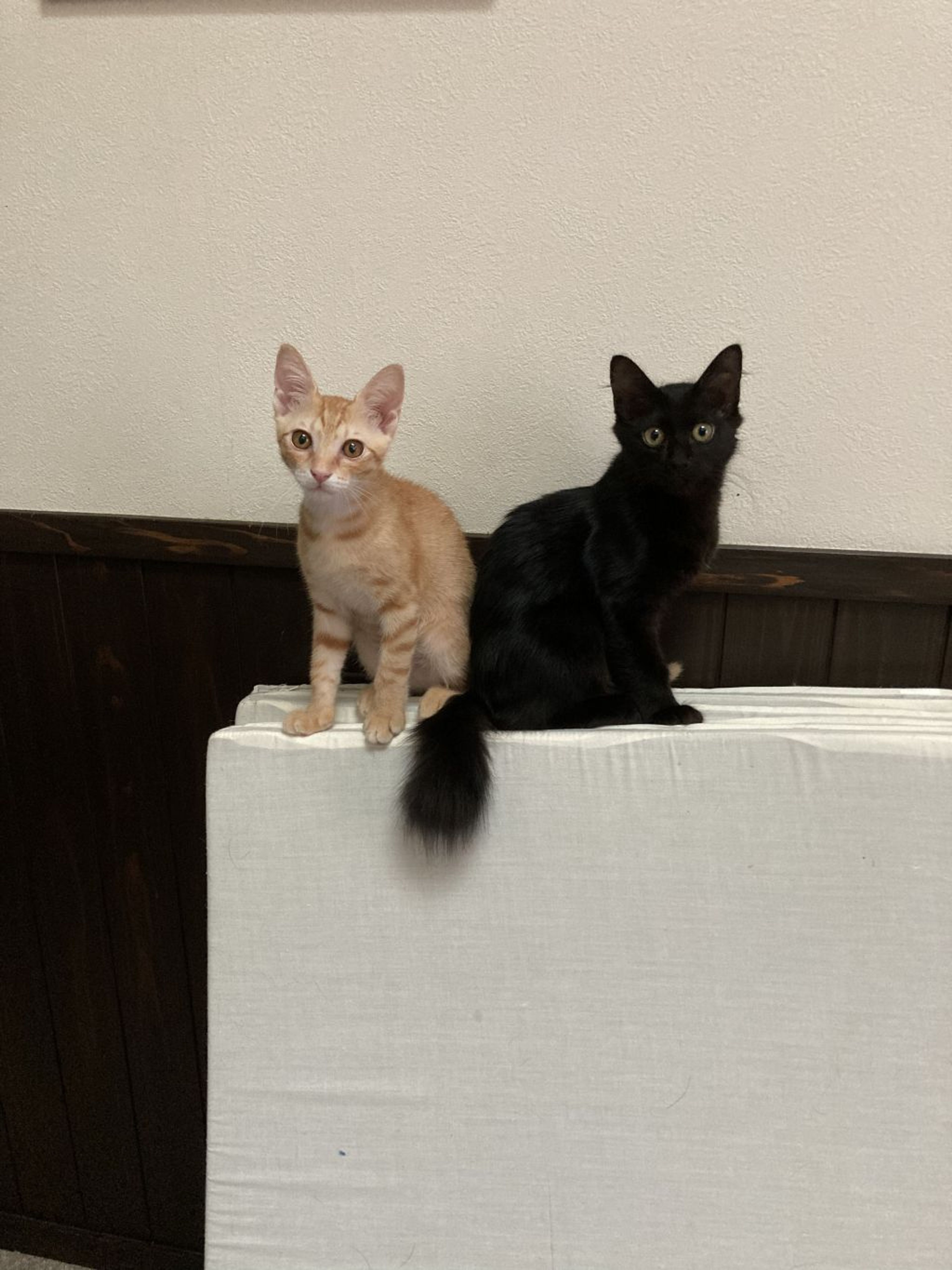 pet-image-4