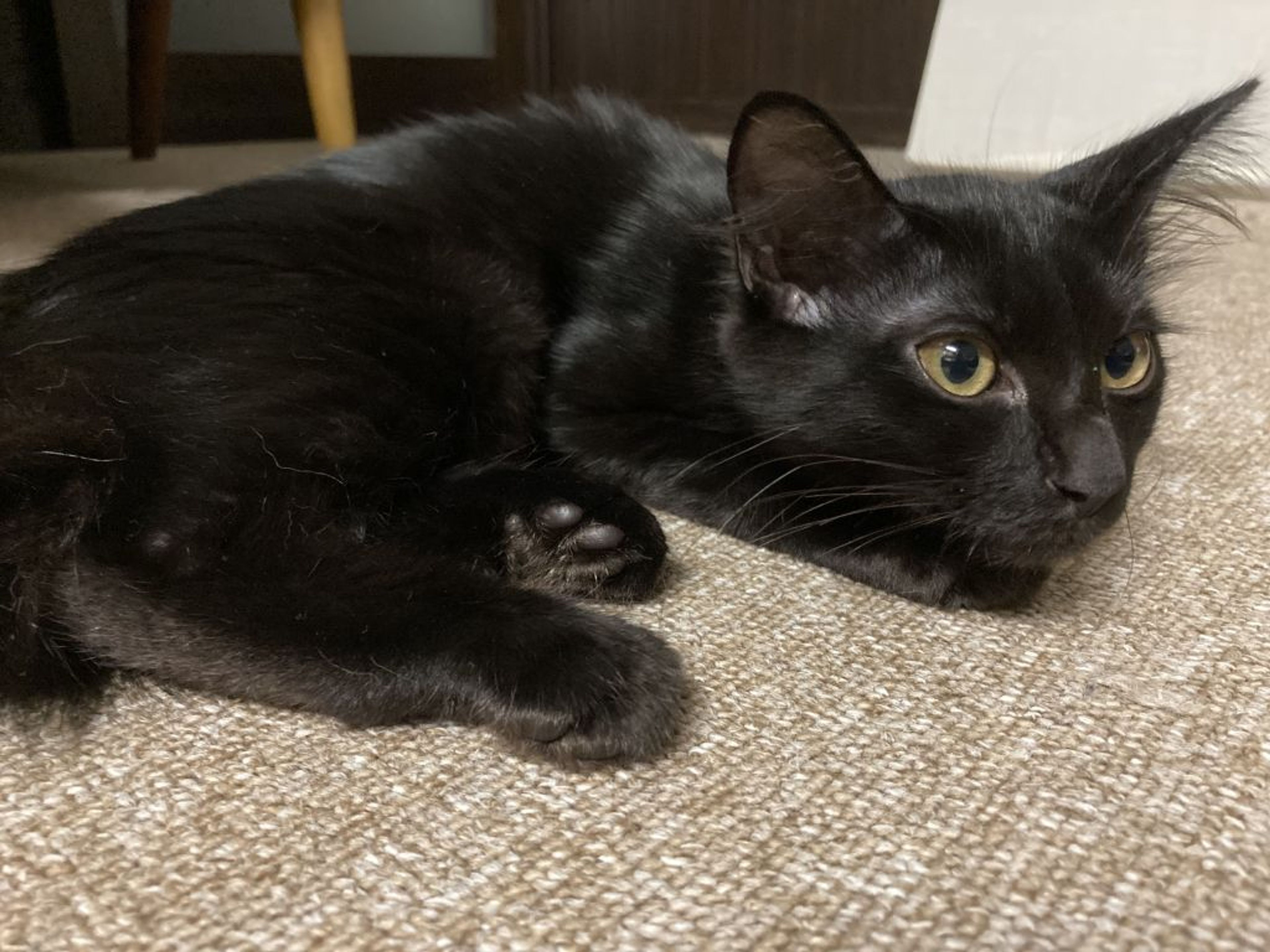 pet-image-5