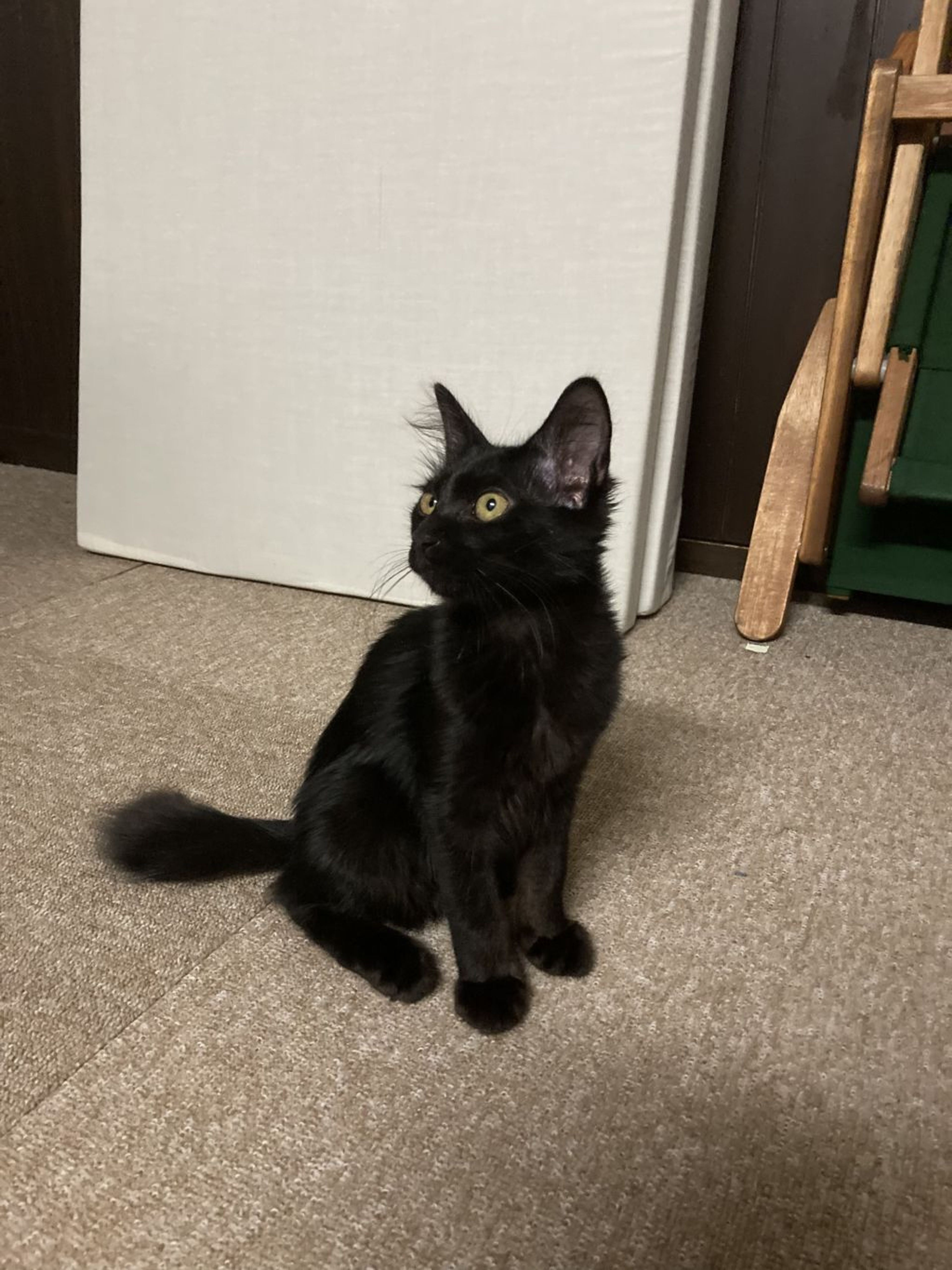 pet-image-7