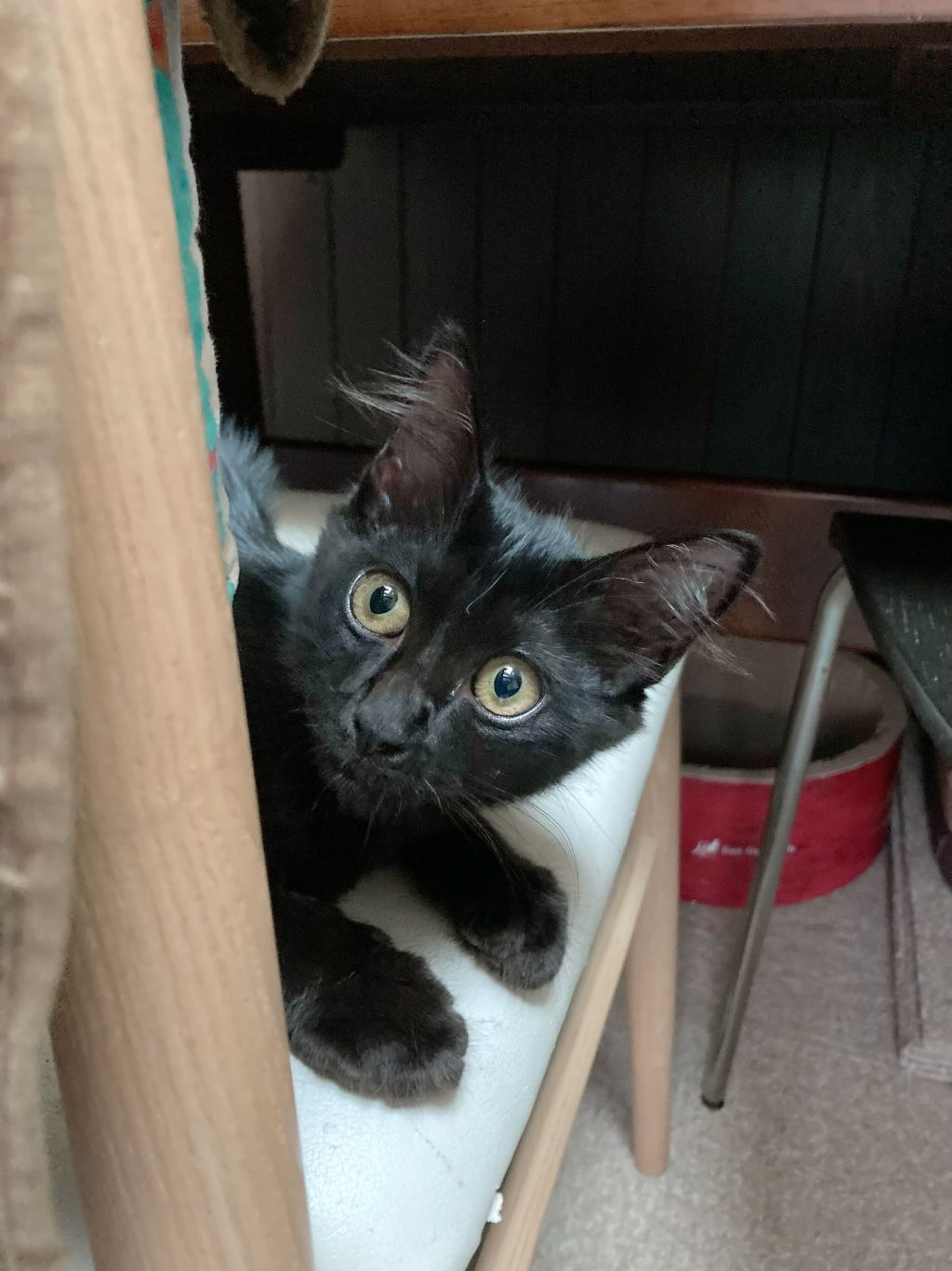 pet-image-8