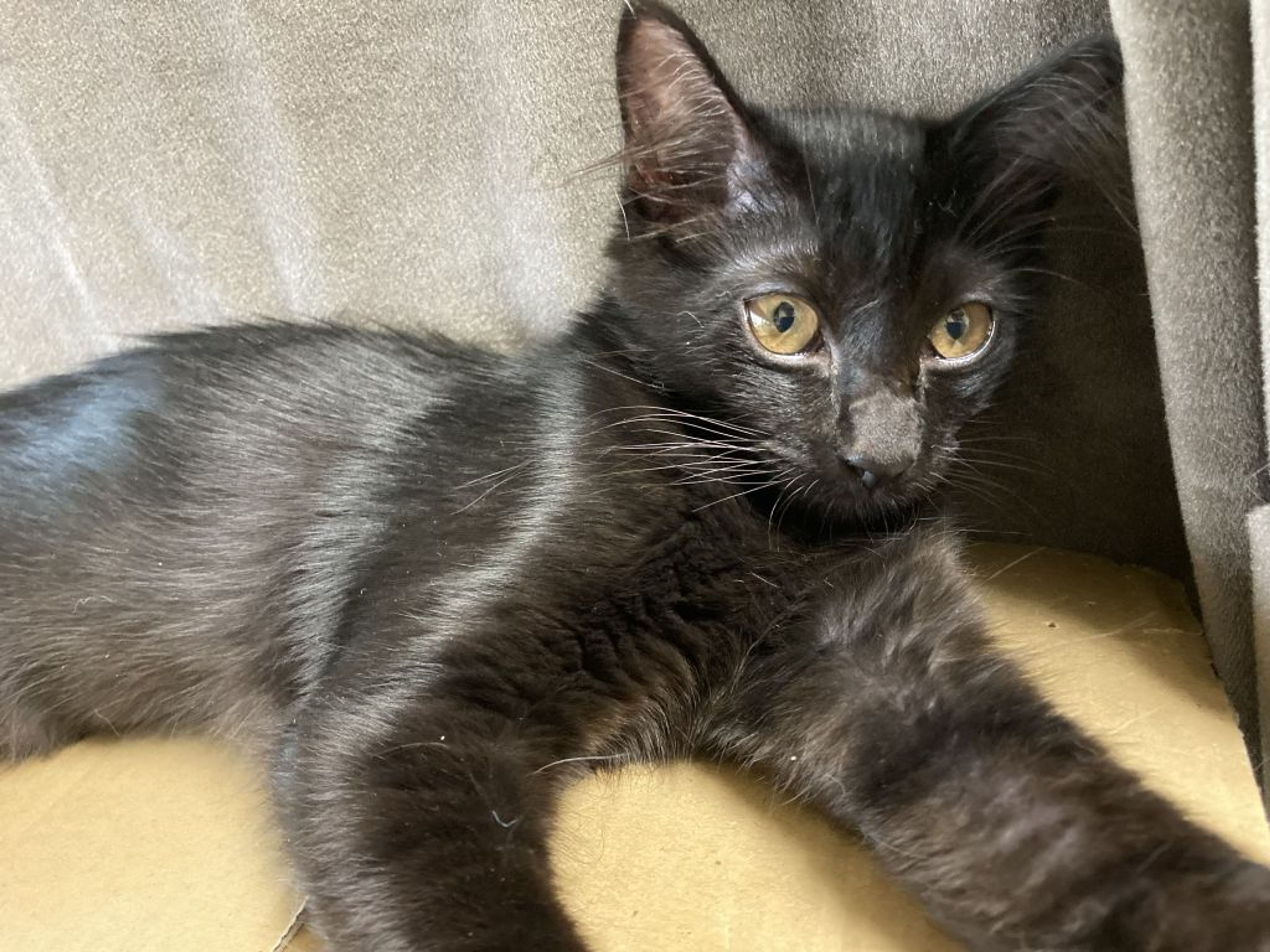 pet-image-9