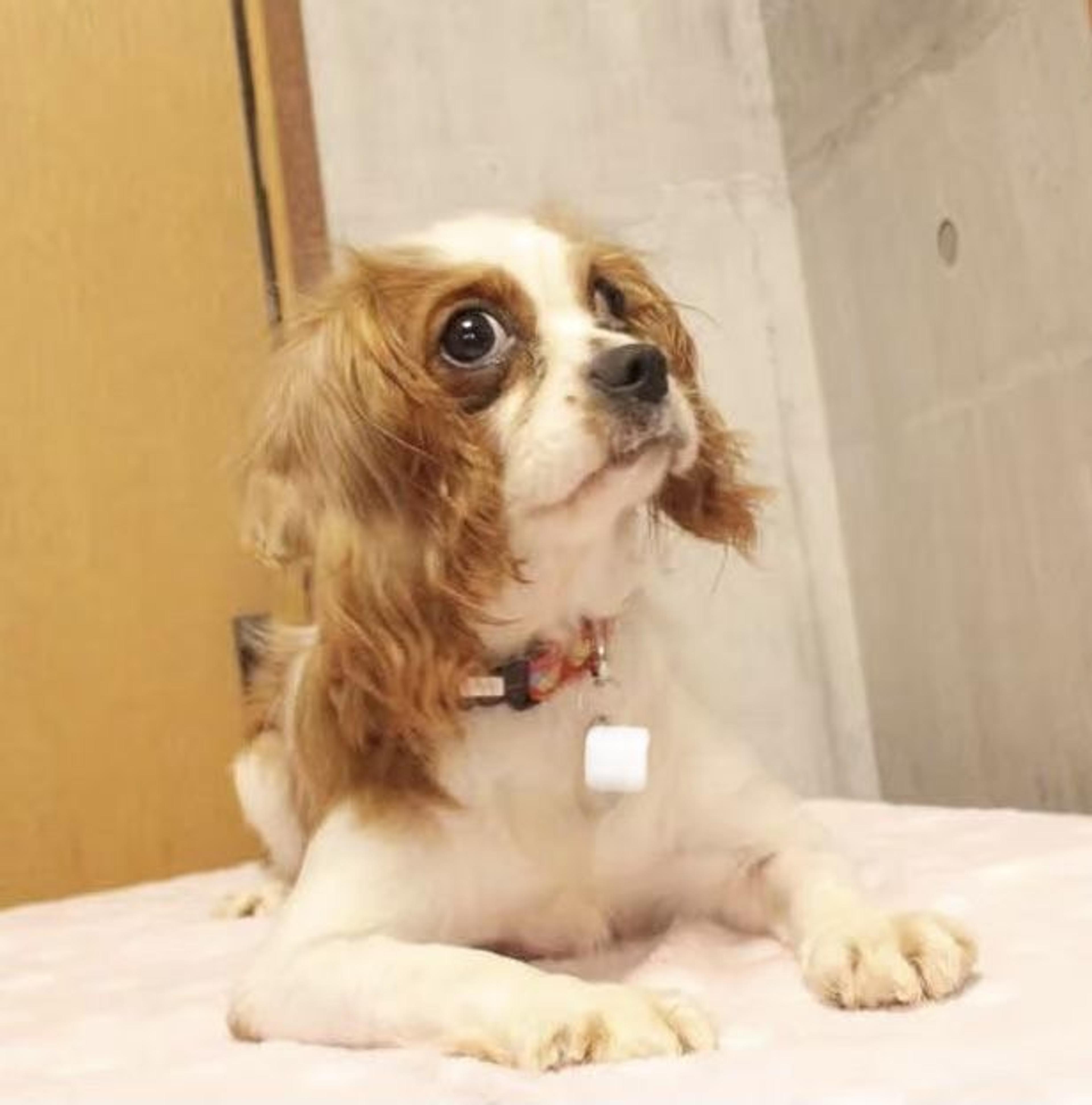 pet-image-2