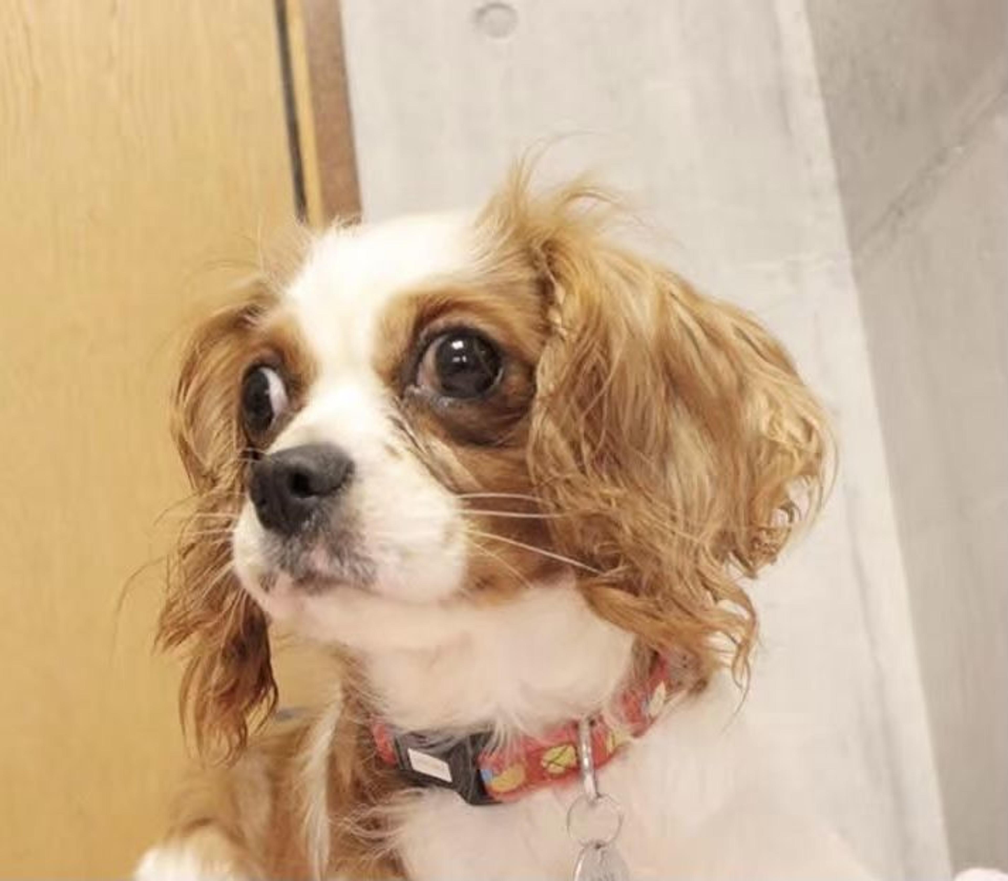pet-image-3