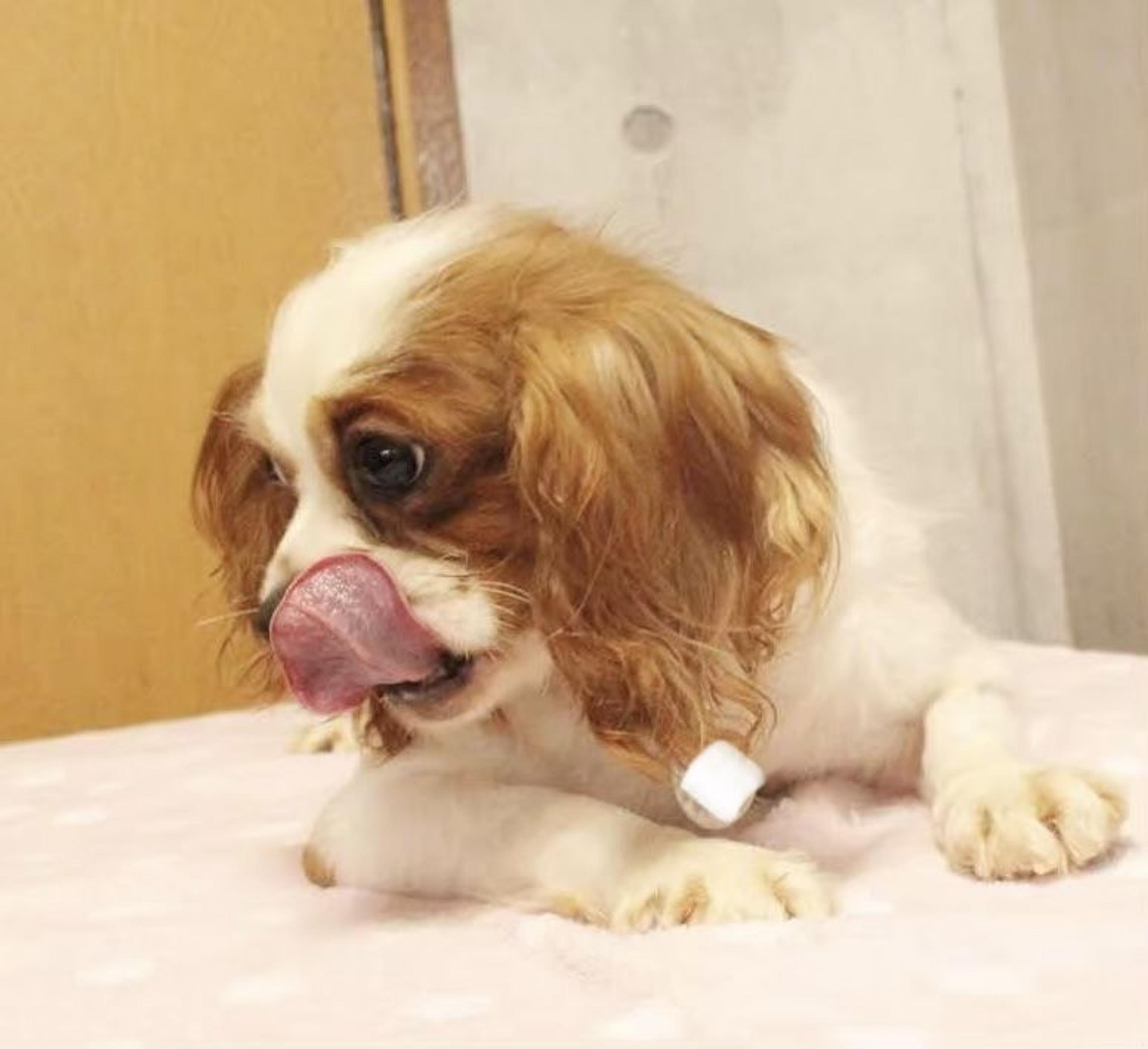 pet-image-4