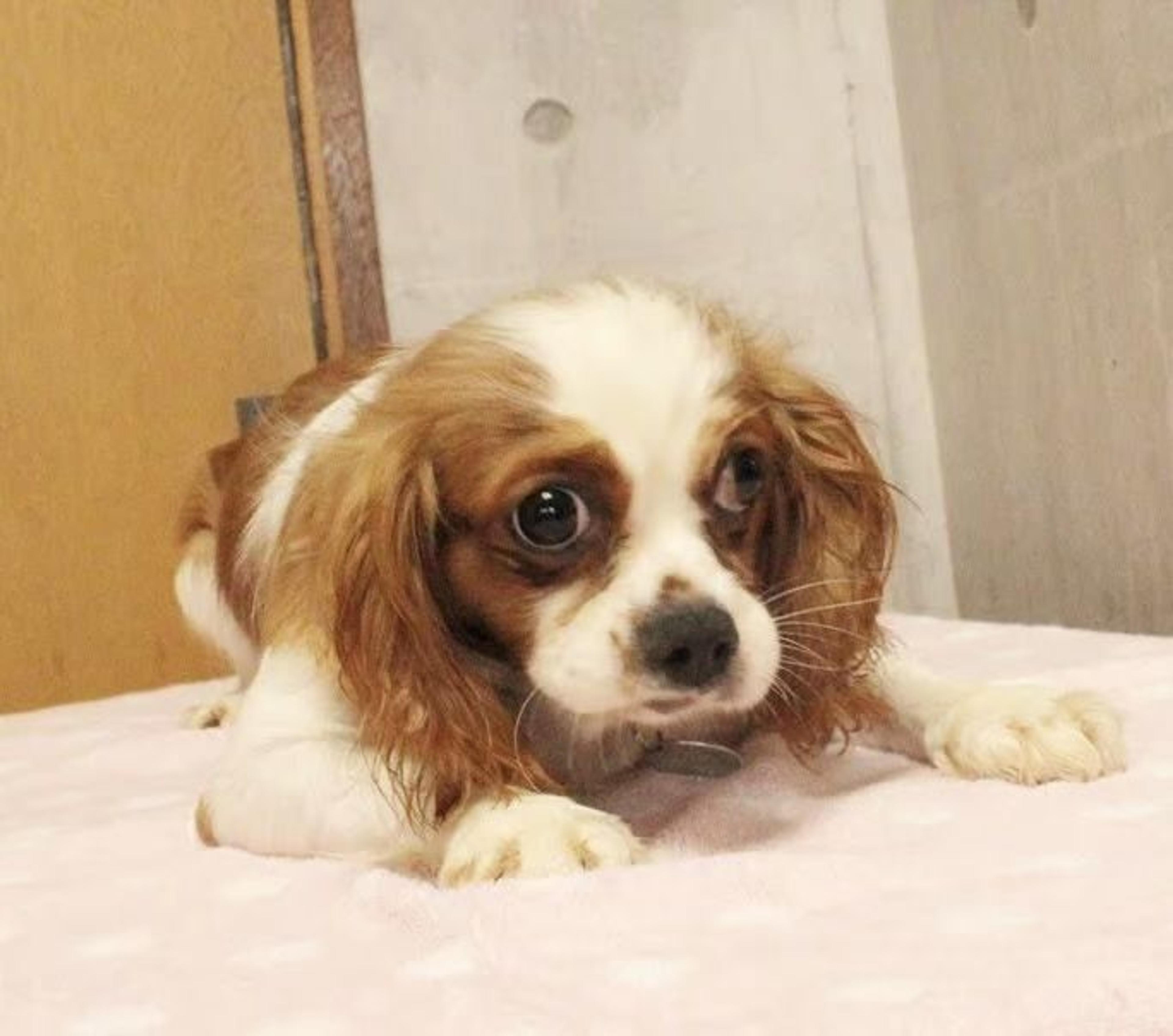 pet-image-6