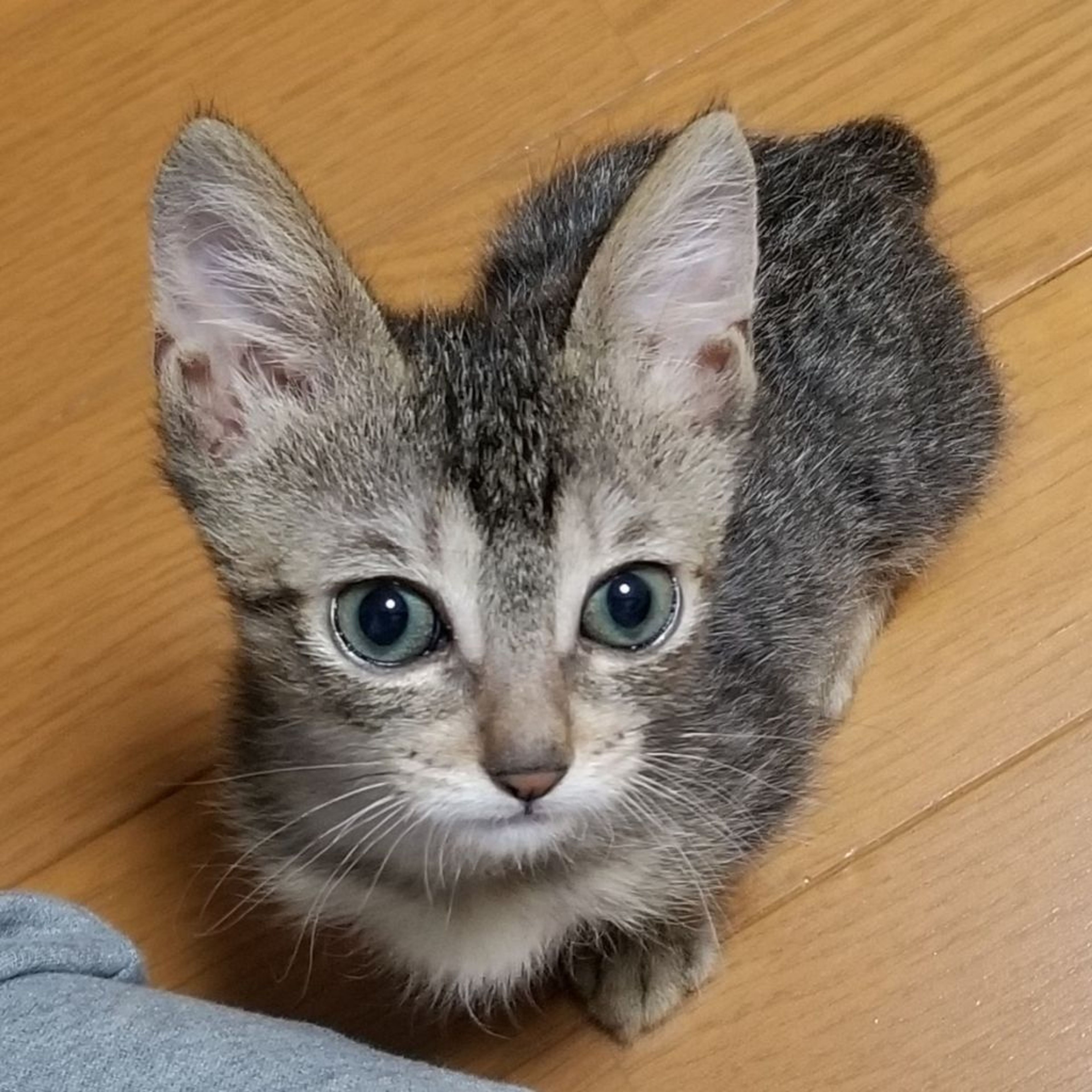 pet-image-3
