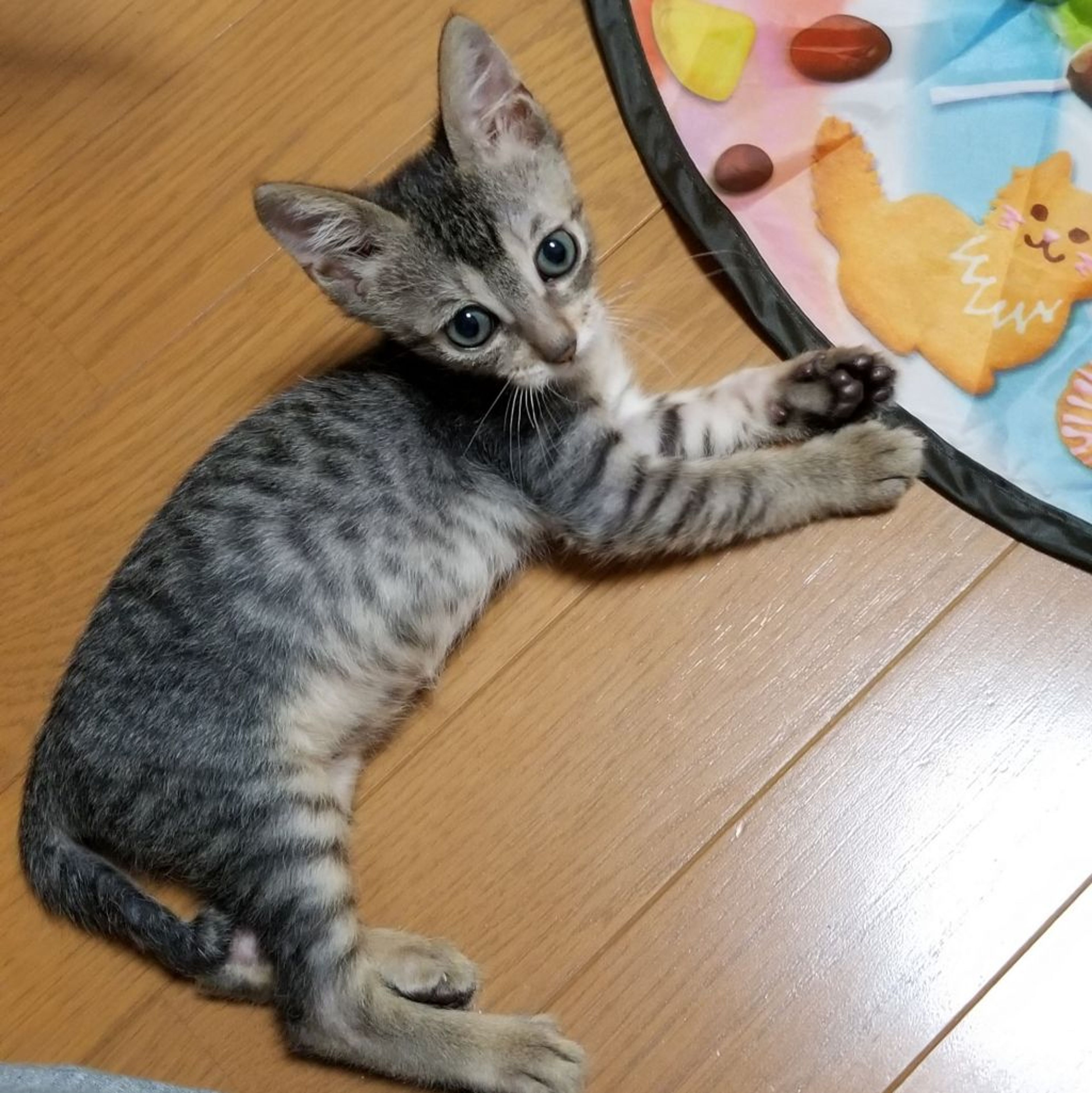 pet-image-4