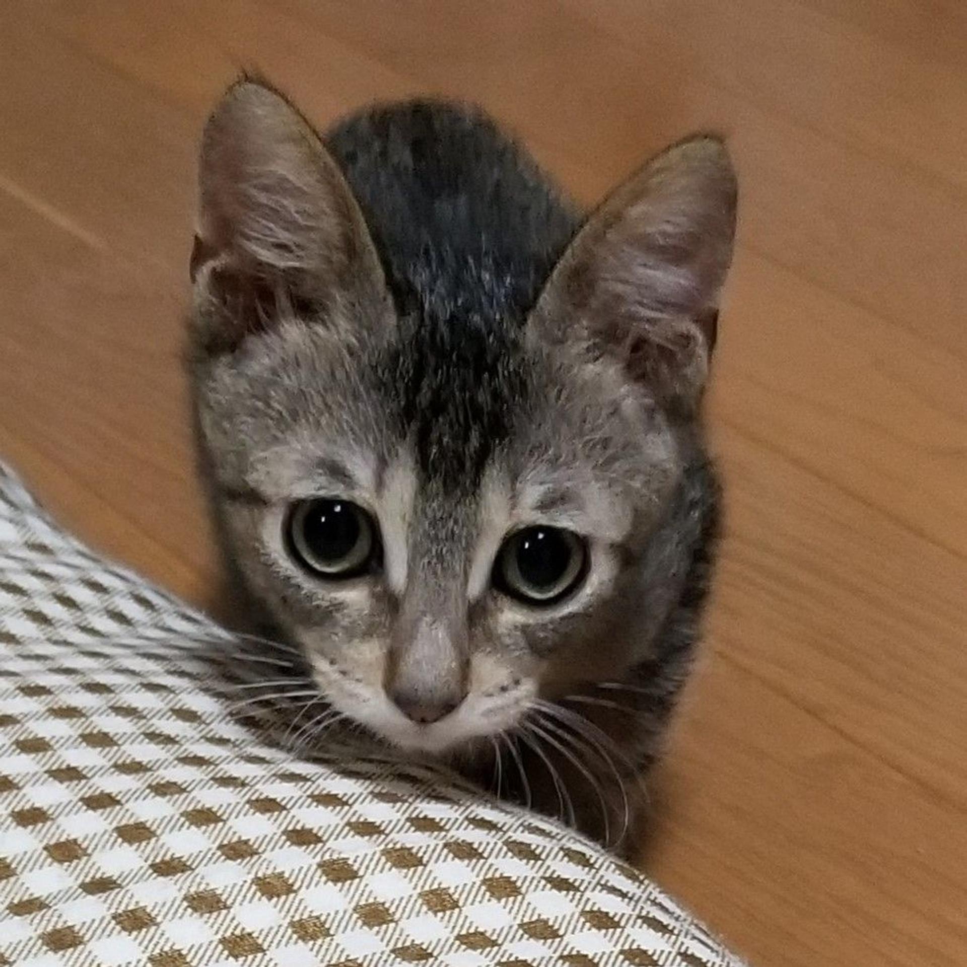 pet-image-5