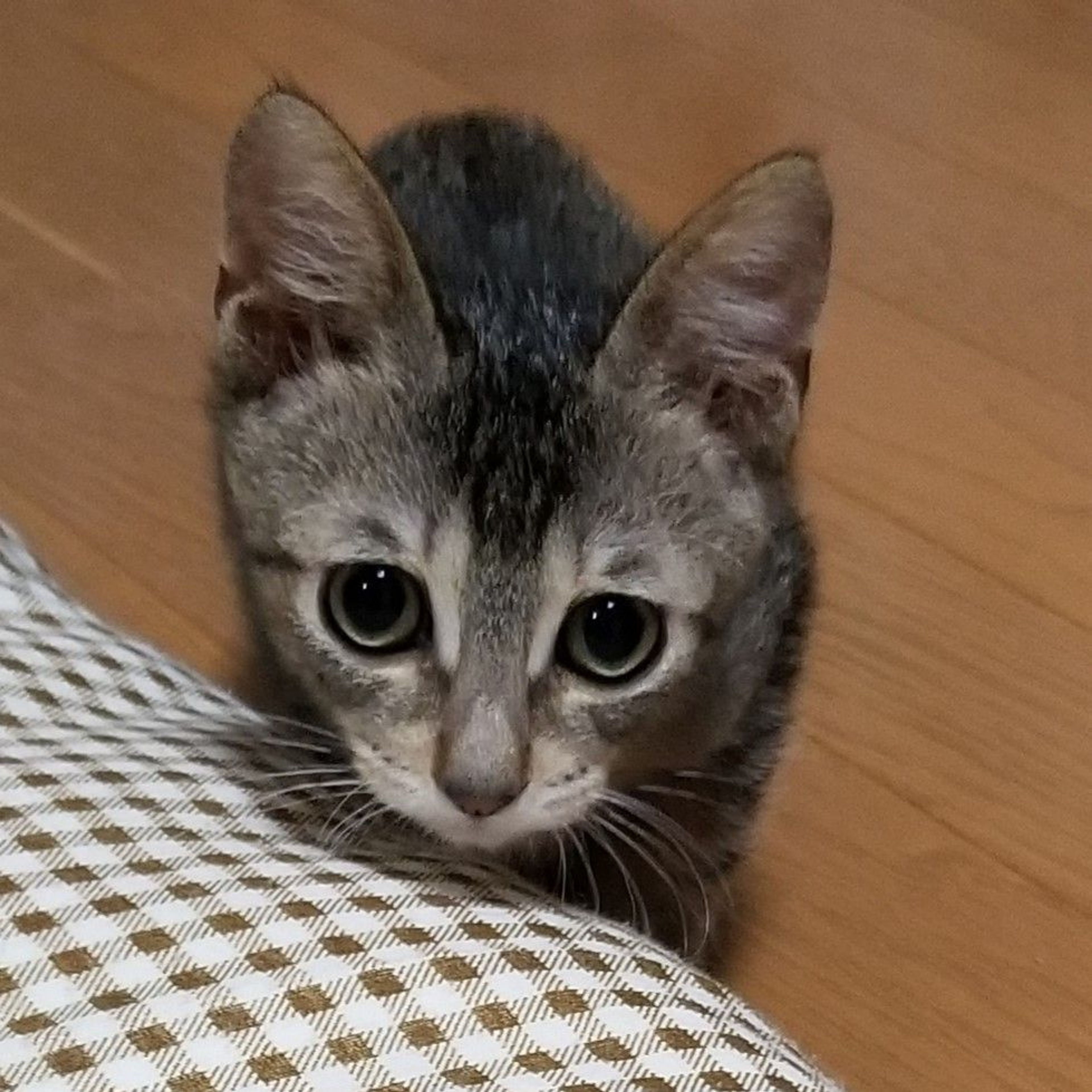 pet-image-5
