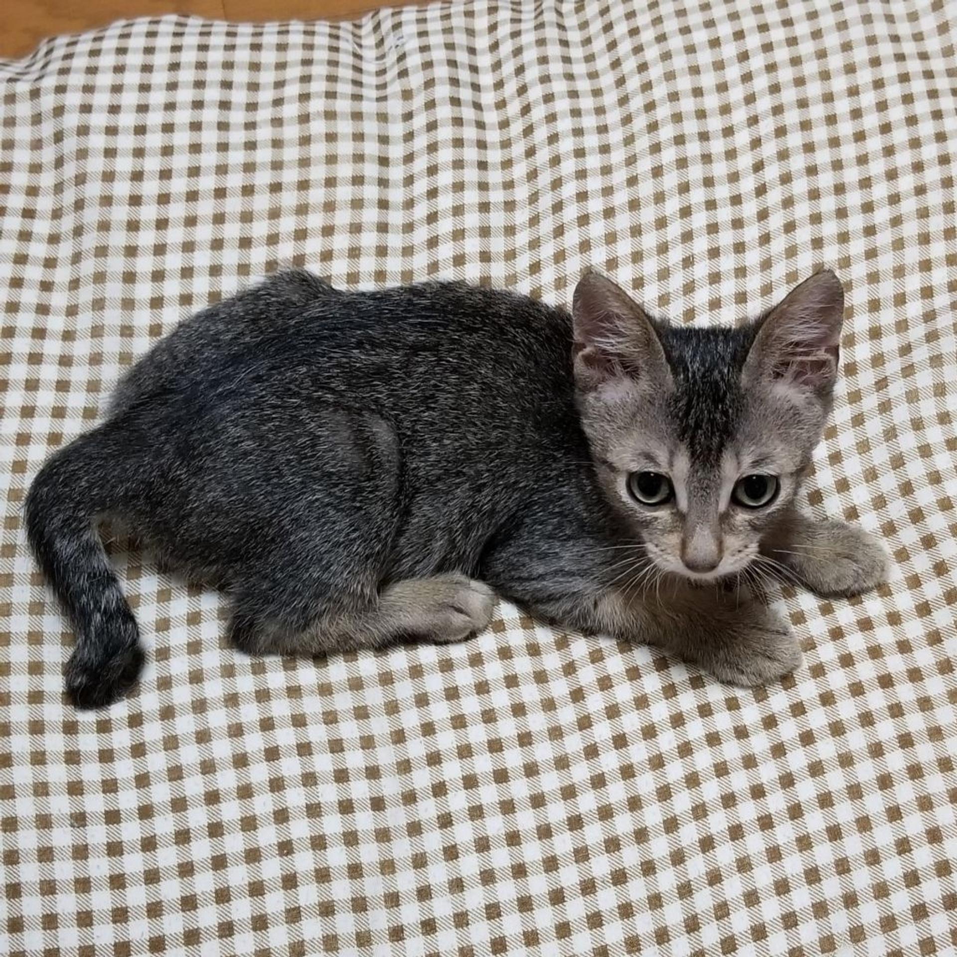 pet-image-6