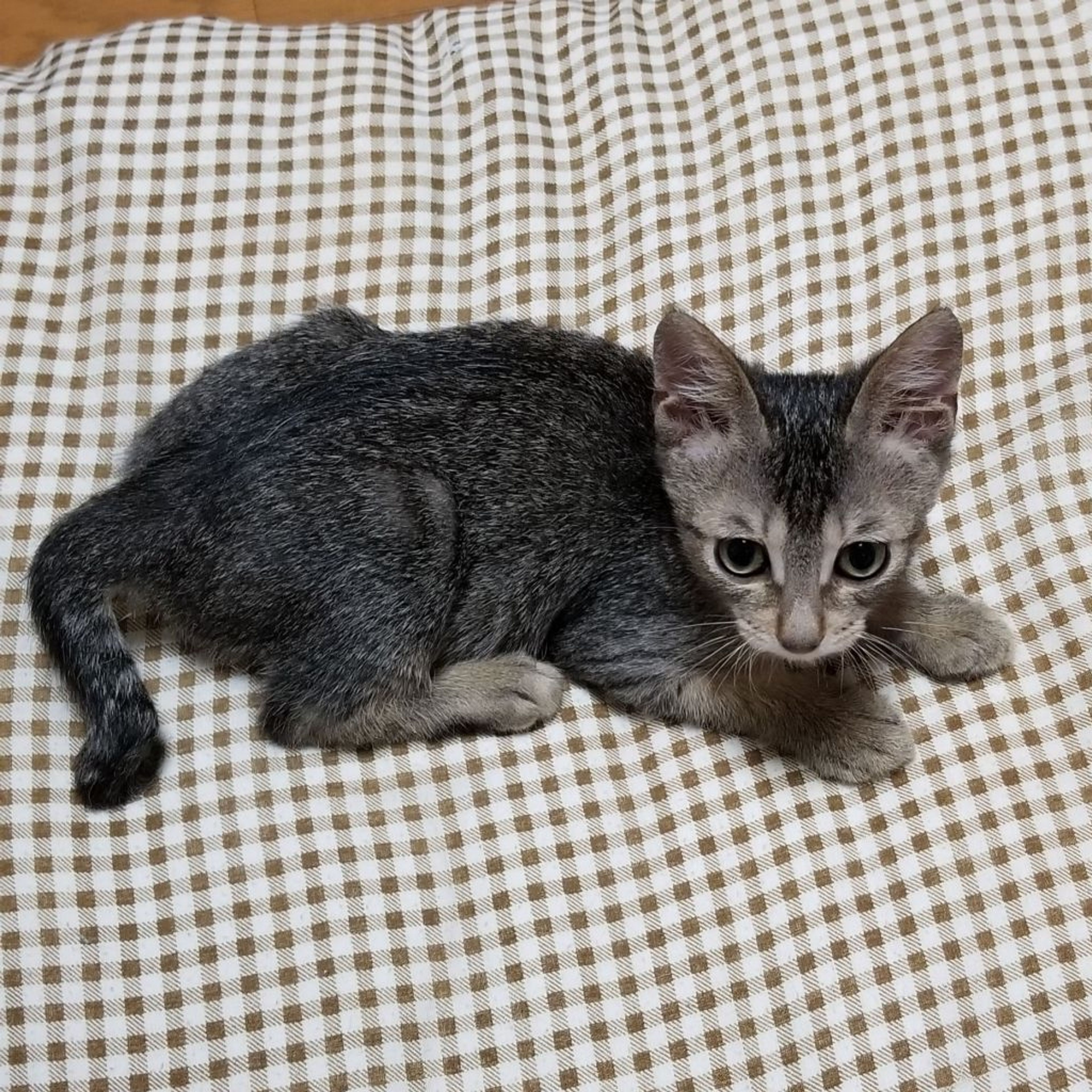 pet-image-6