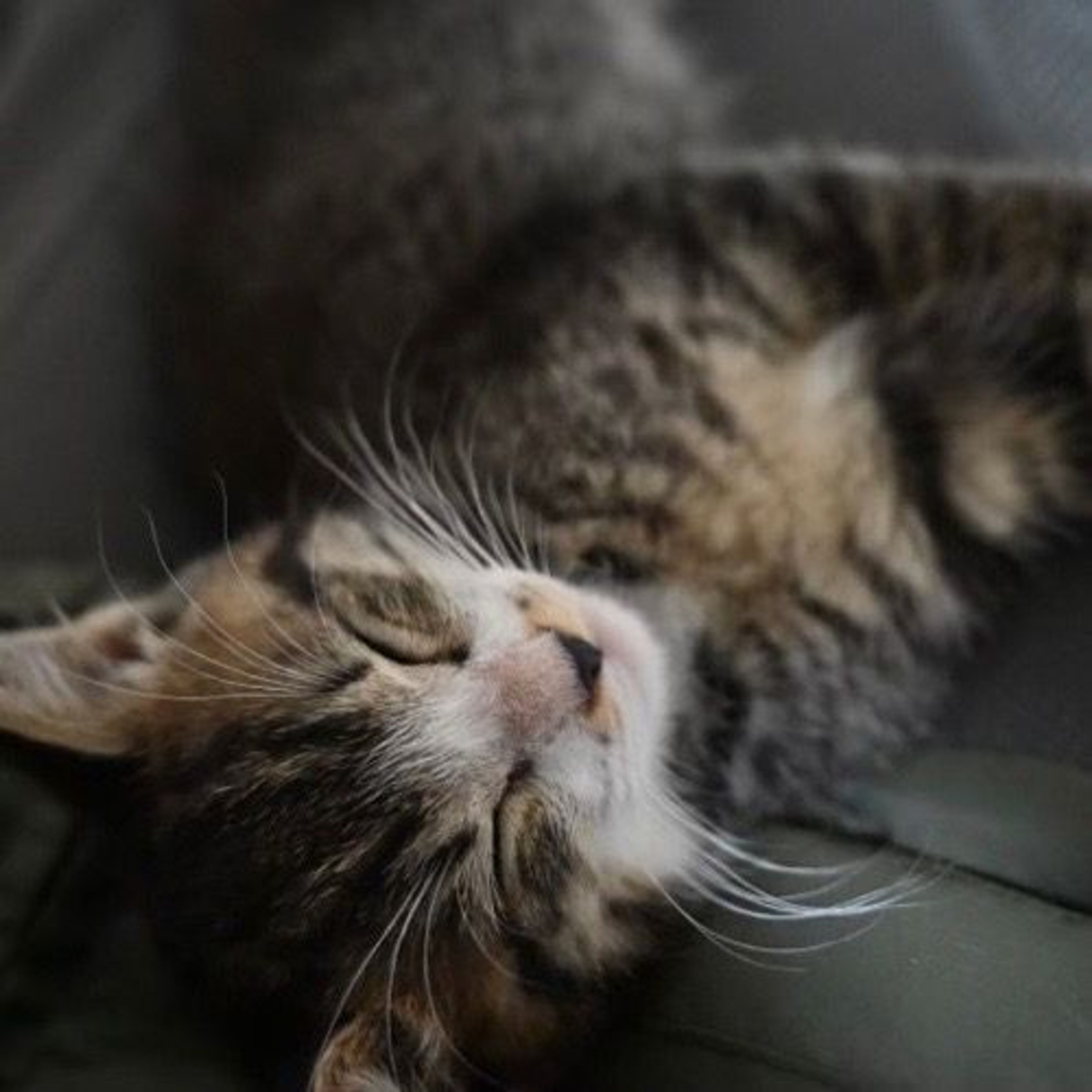 pet-image-4
